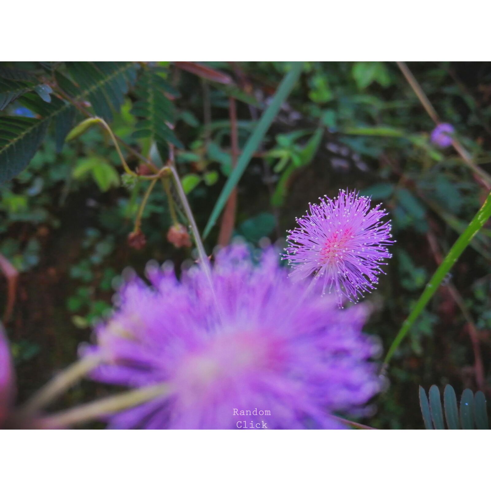 HUAWEI JKM-LX2 sample photo. Flowers, beautiful, purple photography