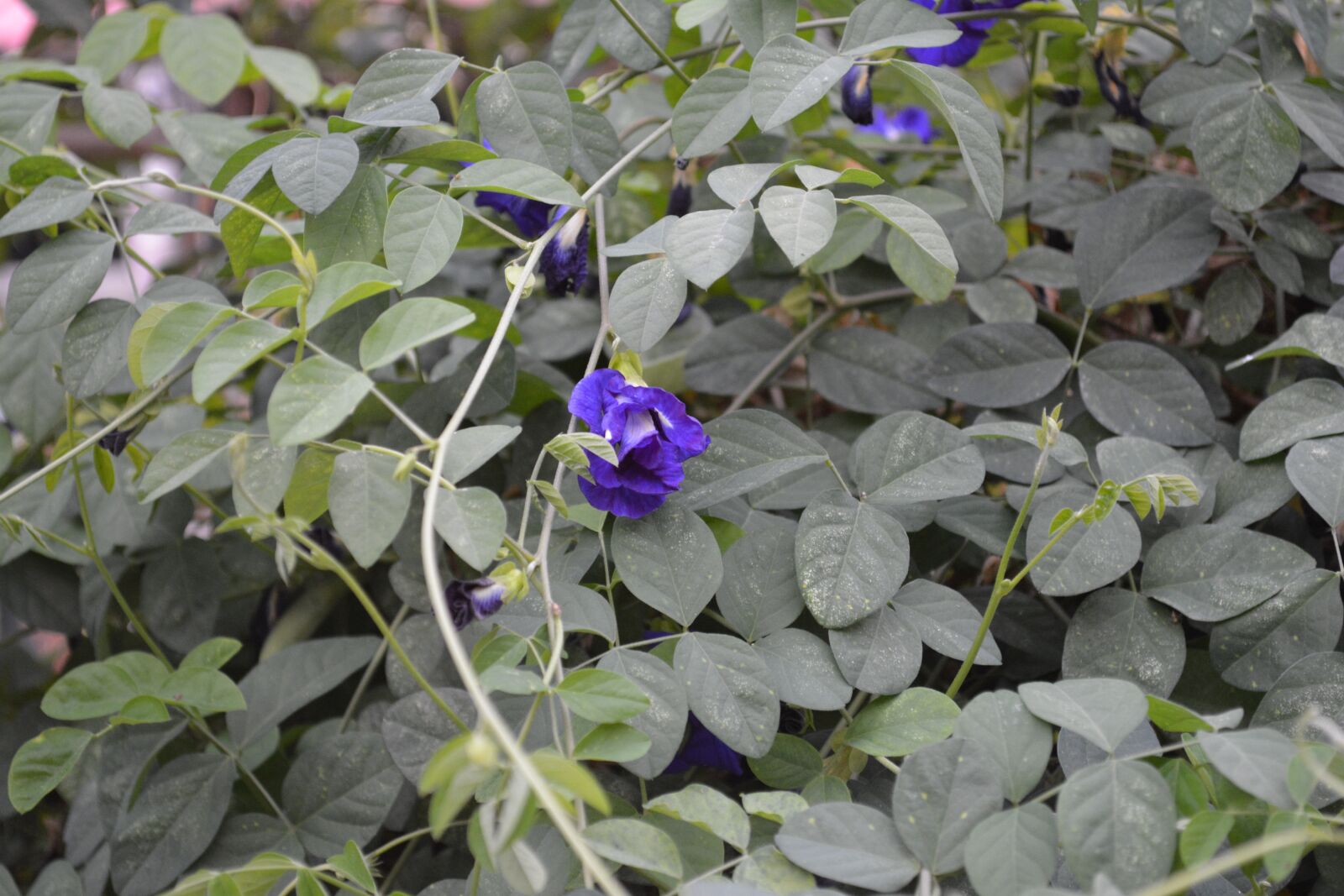 Nikon D5200 sample photo. Butterfly pea, flower, cats photography