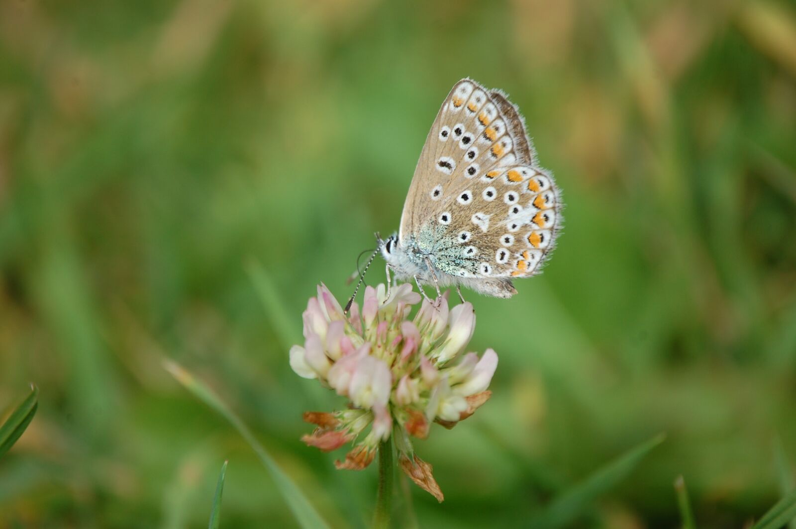 Nikon D40 sample photo. Butterfly, nature, insect photography