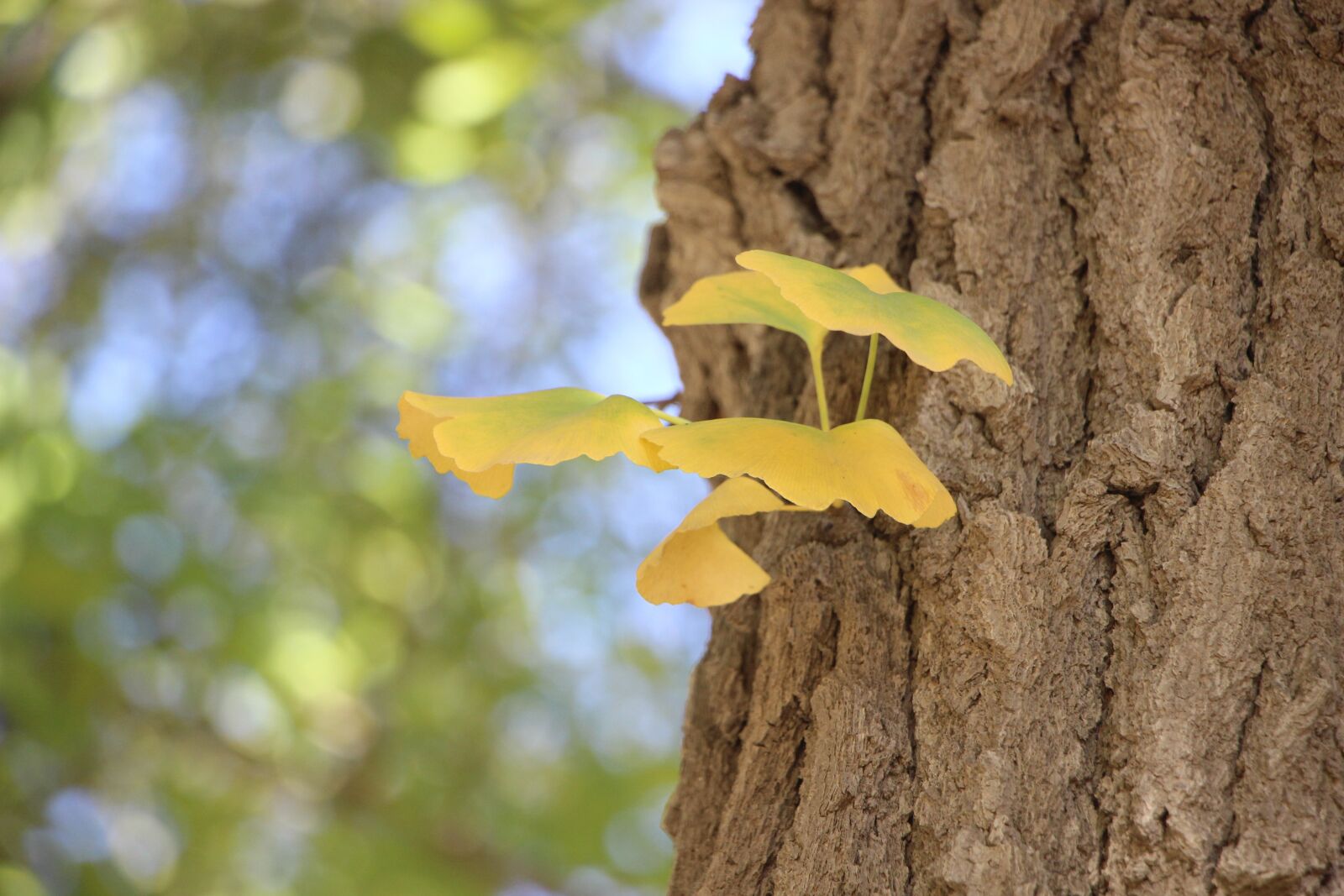 Canon EOS 600D (Rebel EOS T3i / EOS Kiss X5) sample photo. Leaf, leaves, autumn photography