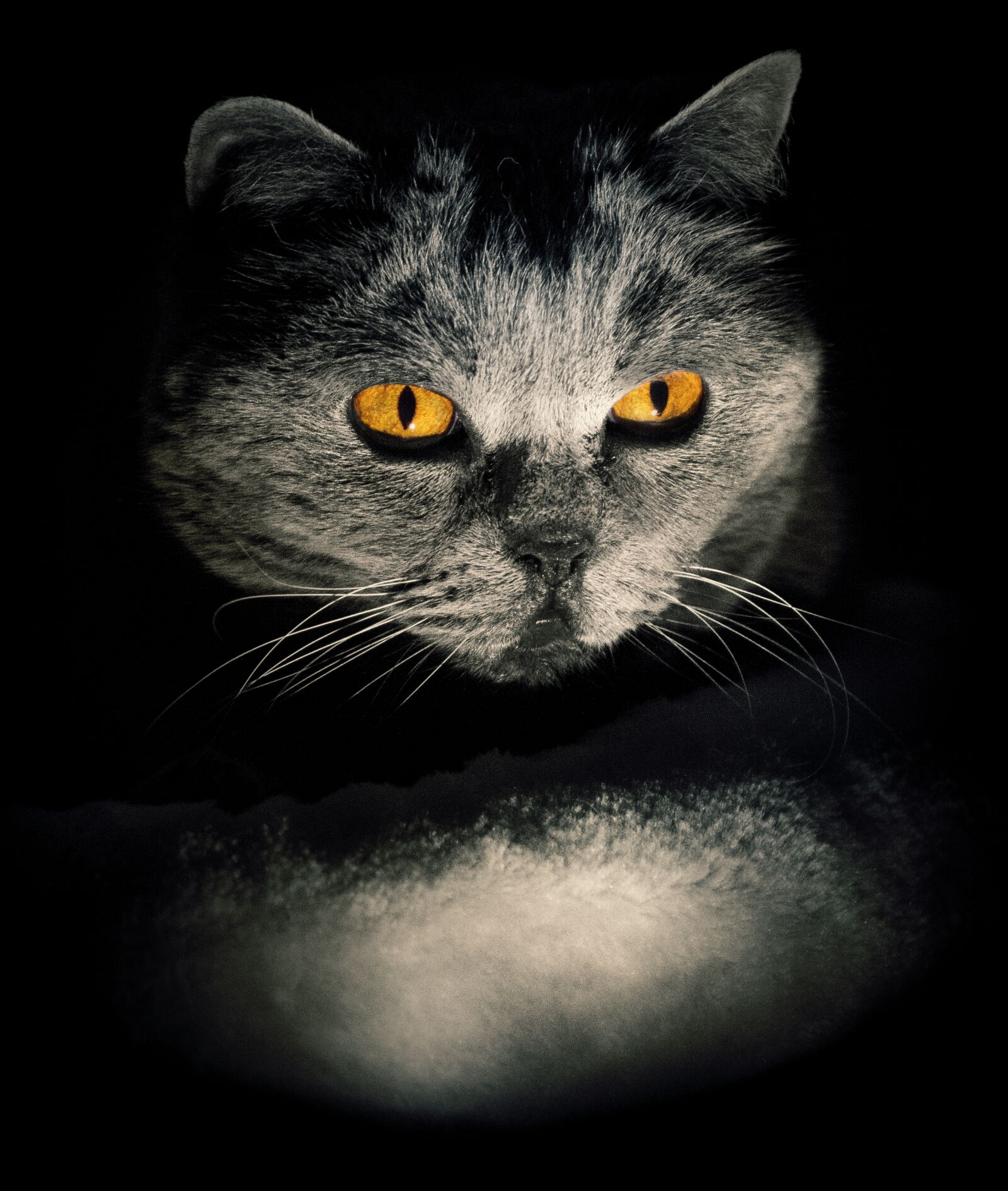 Sony SLT-A55 (SLT-A55V) sample photo. Cat, hypnosis, darkness photography