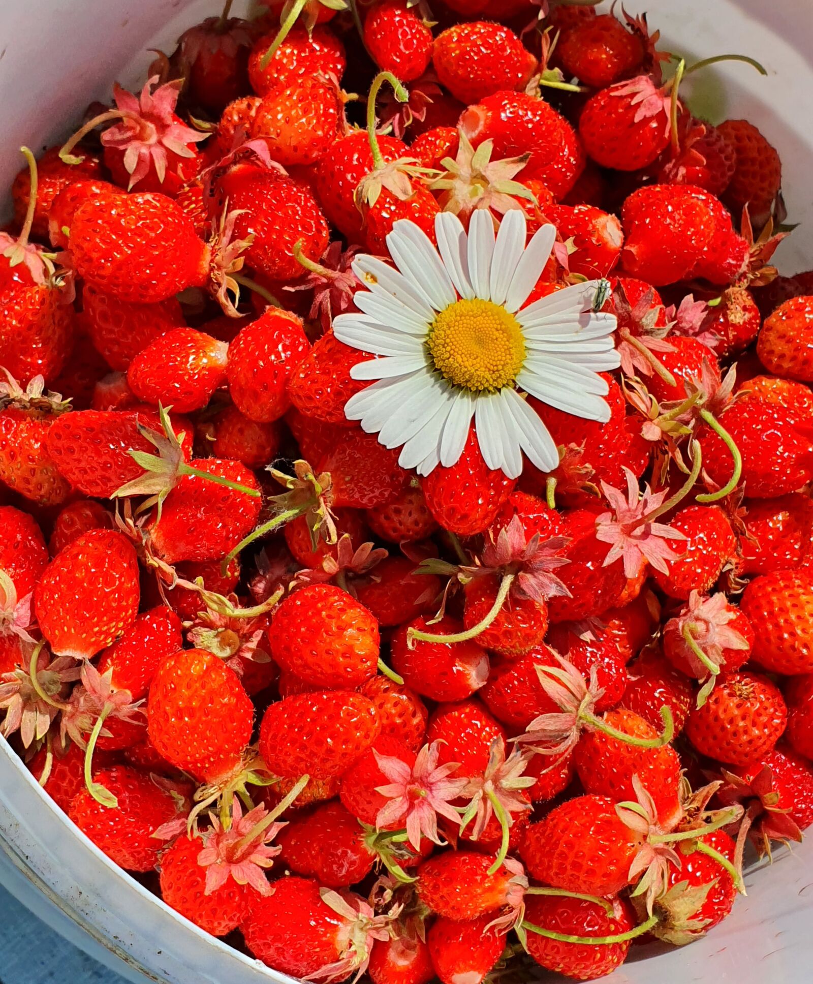 Samsung Galaxy S10 sample photo. Berry, strawberry, wild strawberry photography