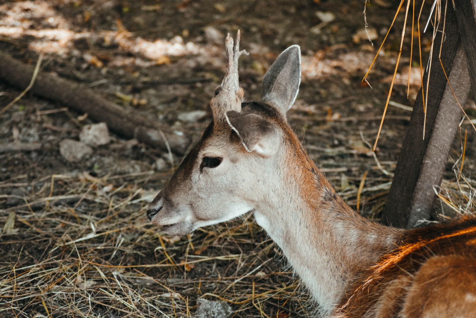 Nikon D5200 sample photo. Roe deer, concerns, nature photography