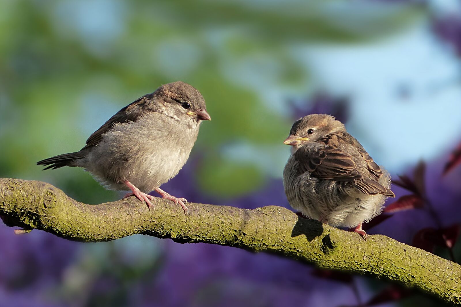 Panasonic Lumix DMC-FZ200 sample photo. Animal, bird, sparrow photography