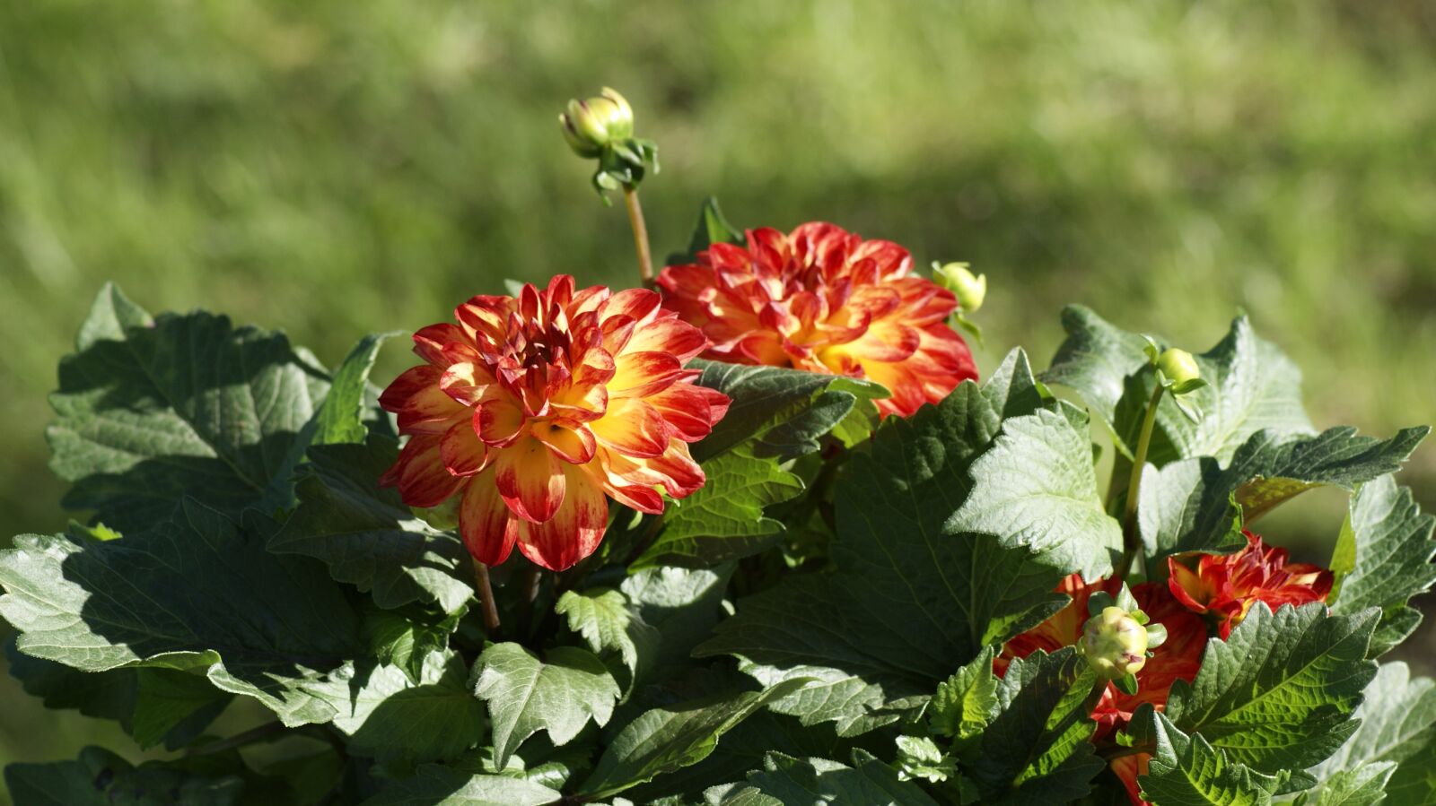 Sony Alpha DSLR-A330 sample photo. Red, orange, green photography