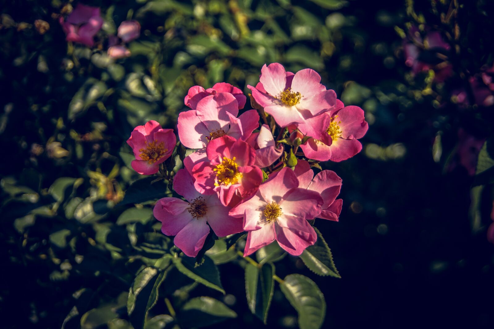 Sony ILCA-77M2 sample photo. Rose, blossom, bloom photography