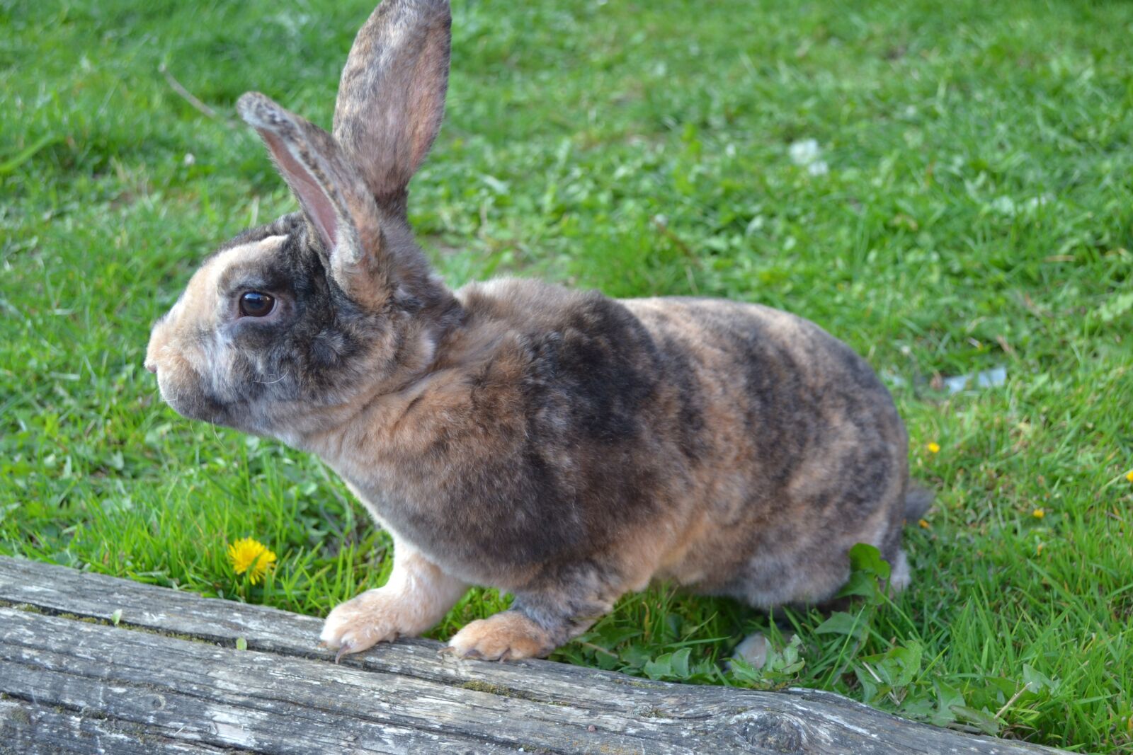 Nikon D3100 sample photo. Rabbit, animal, herbivore photography