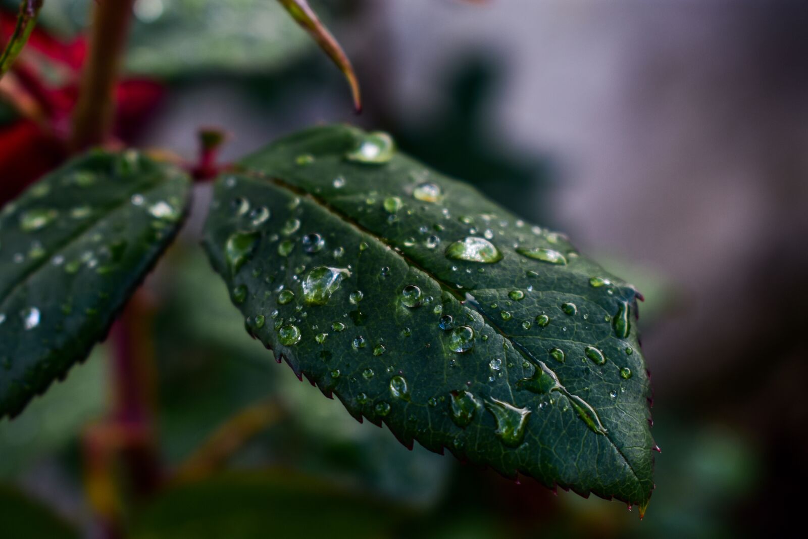 Nikon D3400 sample photo. Leaf, nature, outdoors photography
