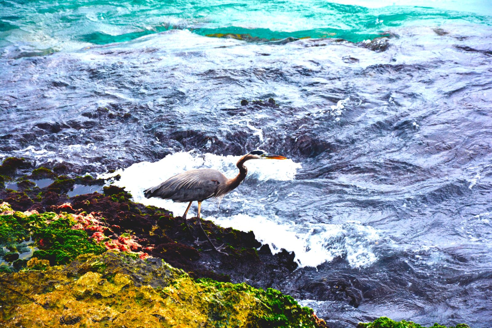 Nikon D7100 sample photo. Bird, ocean, sea photography