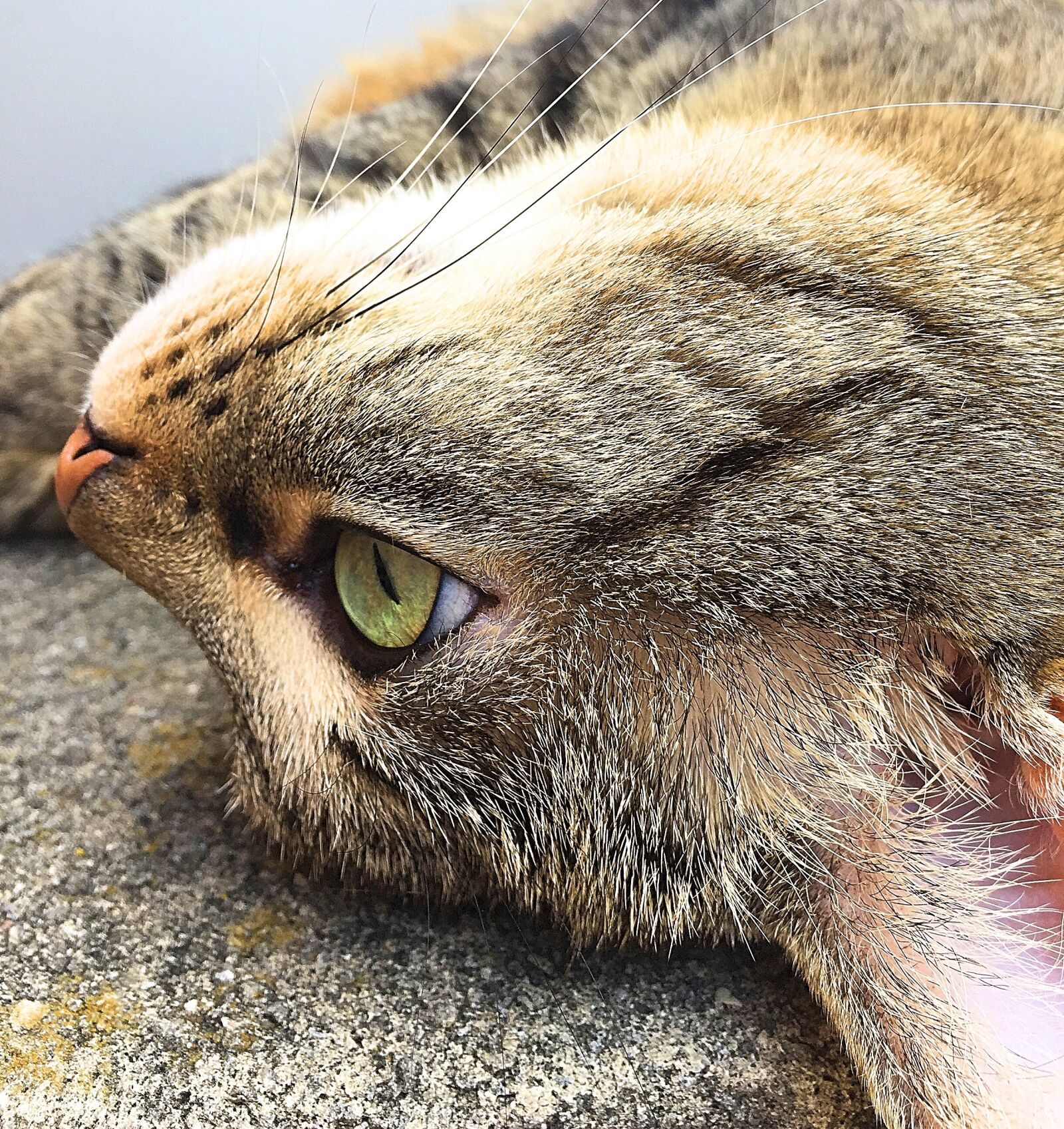Apple iPhone 6 sample photo. Cat, tiger, pet photography