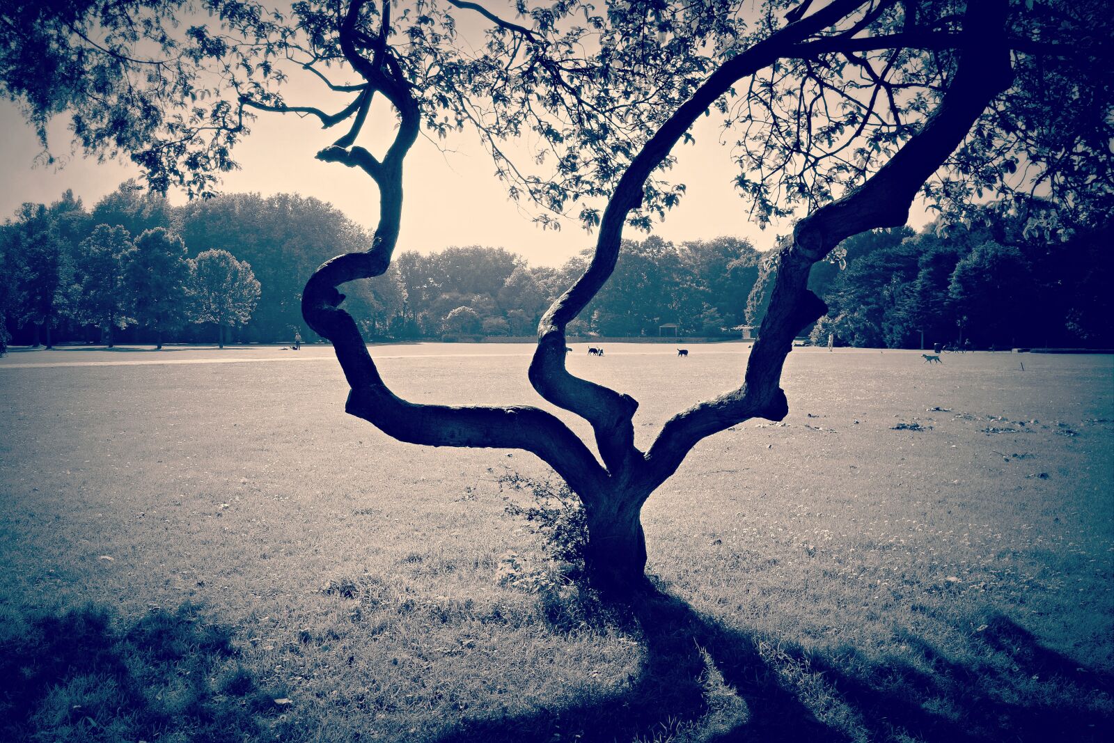 Sony Cyber-shot DSC-RX100 sample photo. Field, gnarled, lonely, tree photography