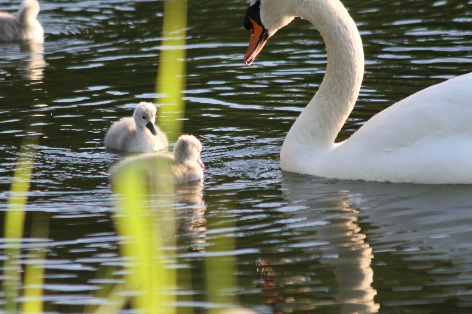 Canon EOS 7D sample photo. Swans, swan with younglings photography