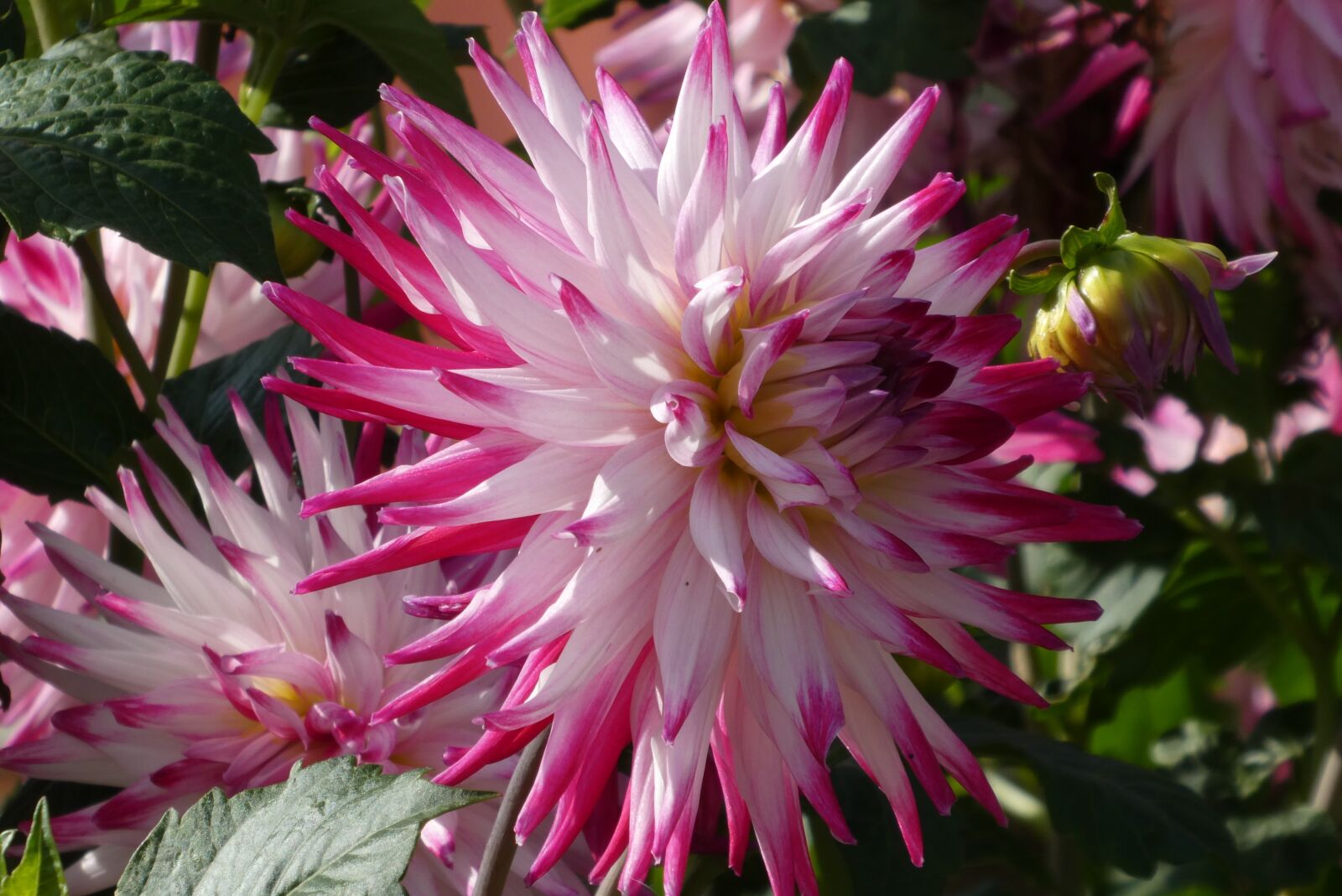 Panasonic Lumix DC-ZS70 (Lumix DC-TZ90) sample photo. Flower, garden, bloom photography