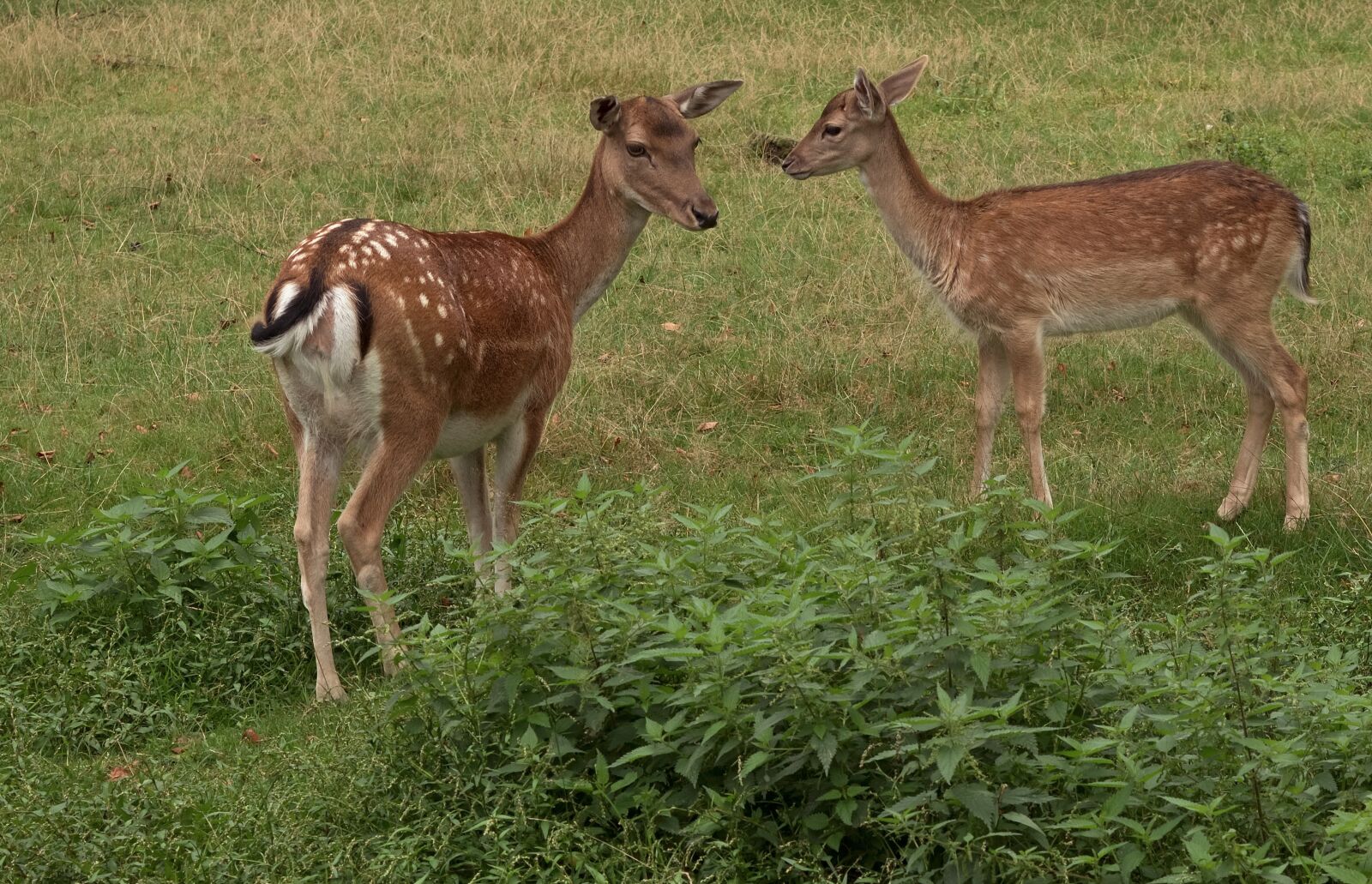 Nikon D5200 sample photo. Fallow deer, roe deer photography