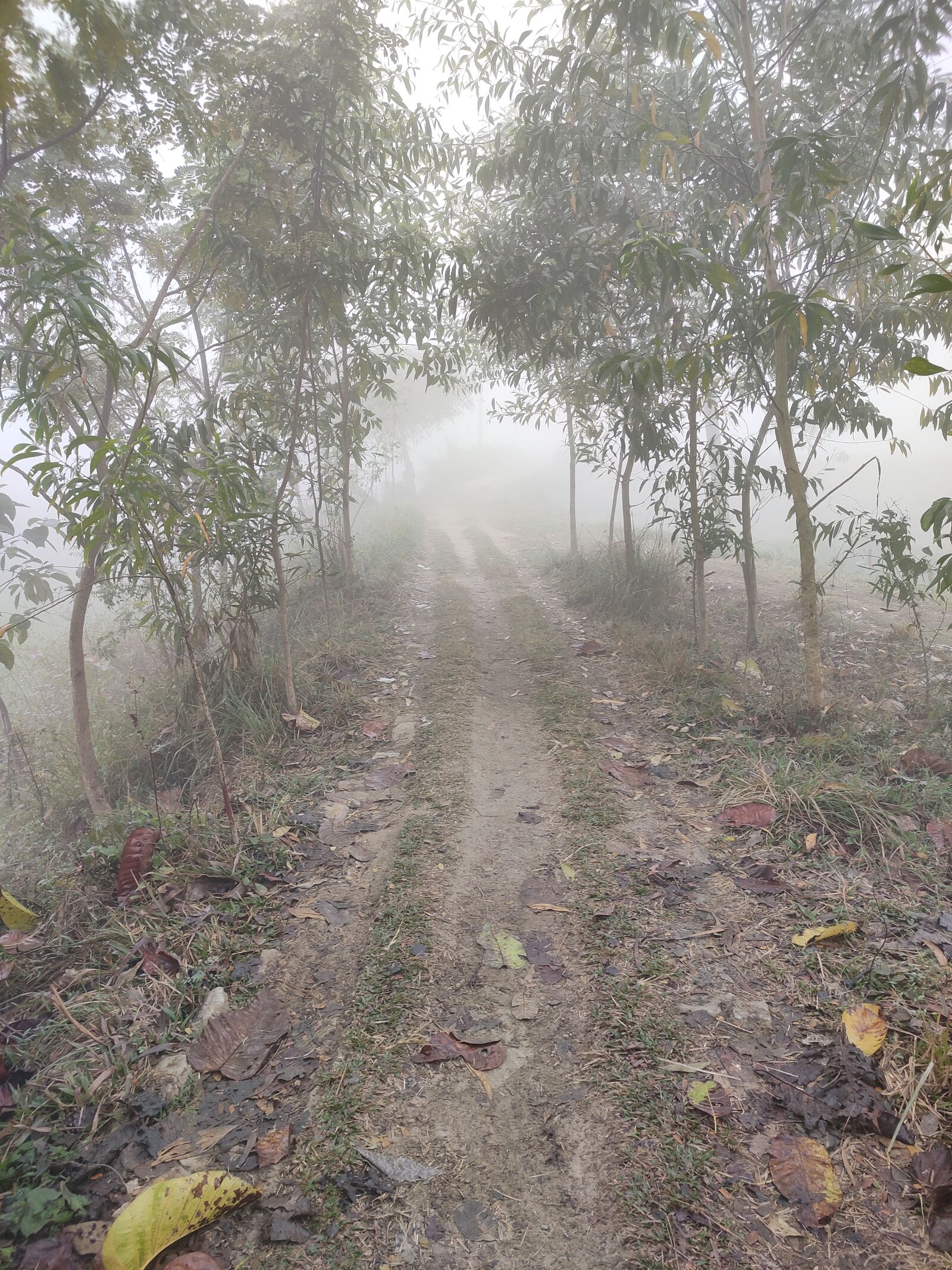 Xiaomi Redmi Note 7 Pro sample photo. Foggy road, fog, winter photography
