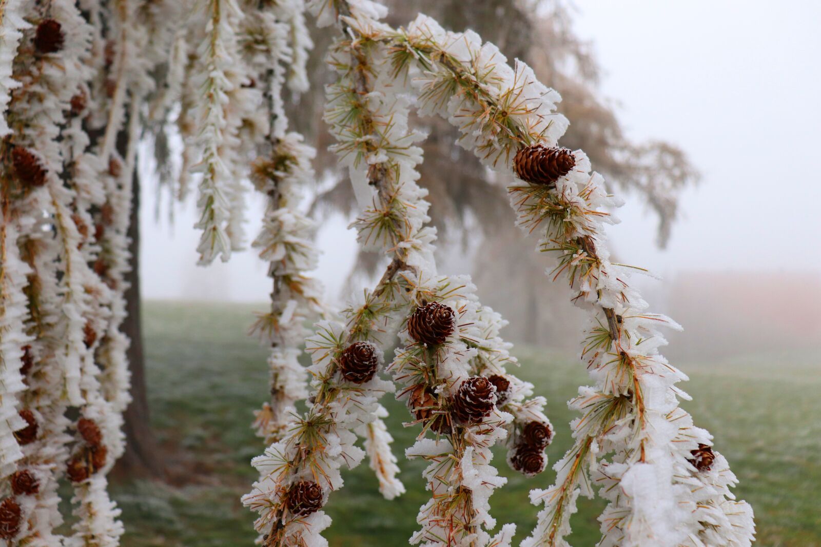 Canon EOS 77D (EOS 9000D / EOS 770D) sample photo. Ripe, larch, branch photography