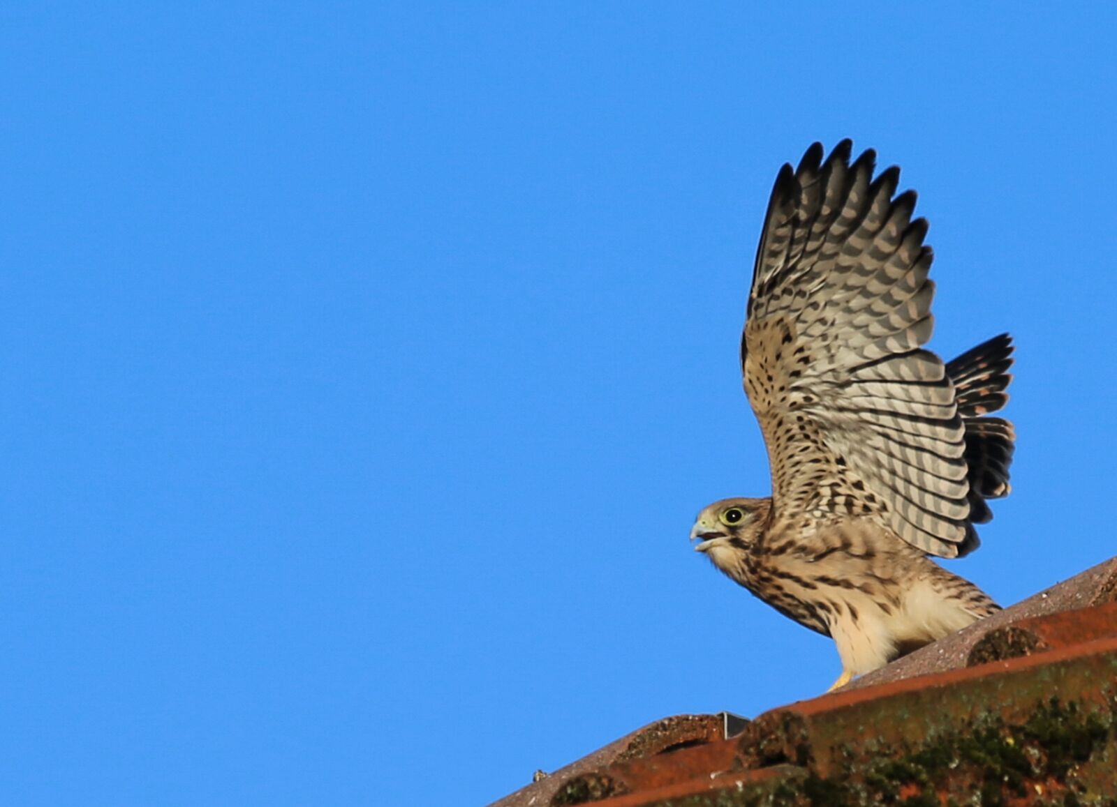 Canon EF 100-400mm F4.5-5.6L IS USM sample photo. Kestrel, young animal, young photography