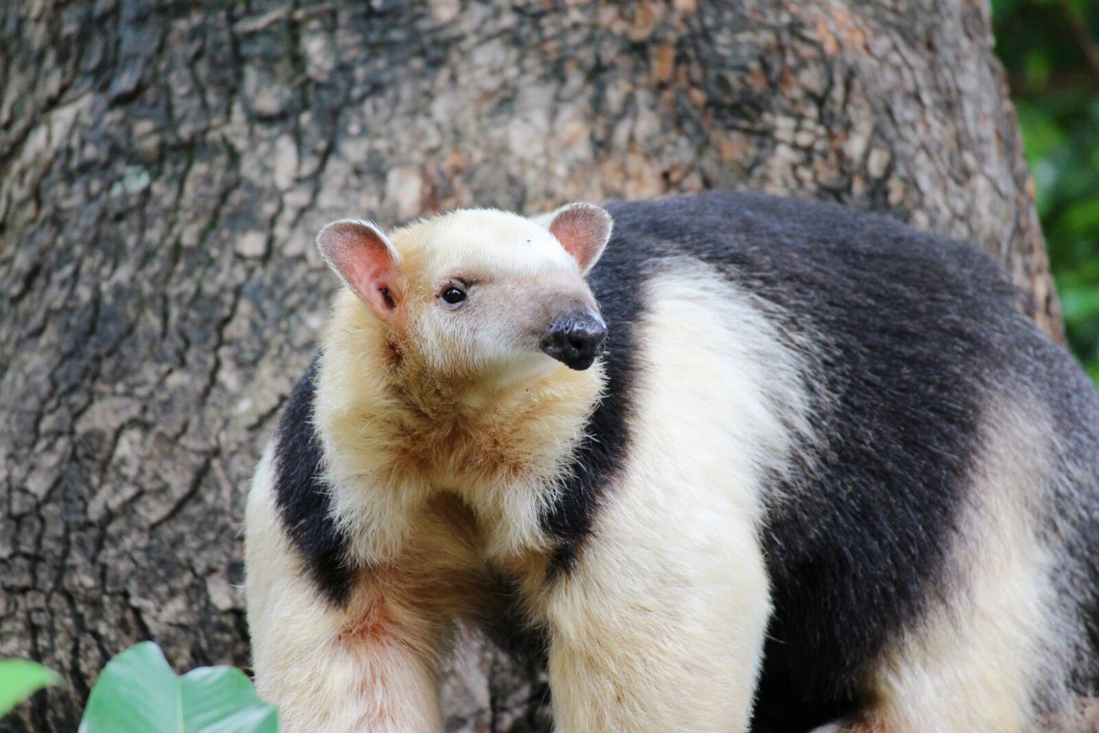 Canon EOS M2 sample photo. Animal, zoo, cute animals photography