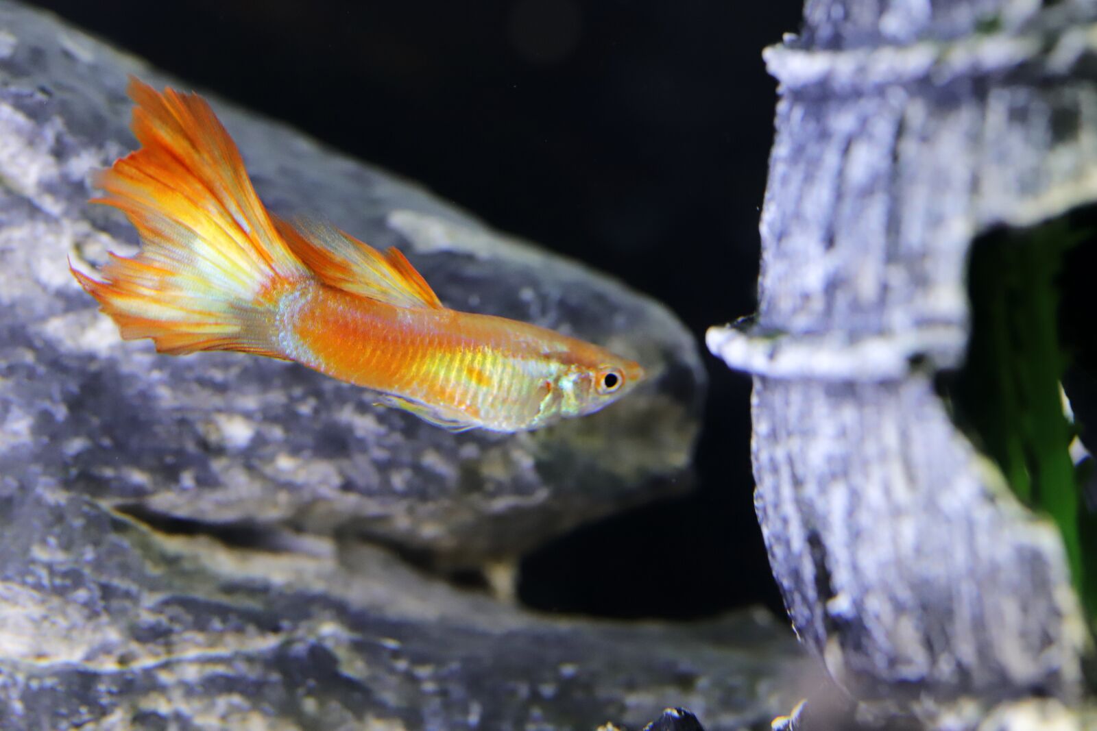 Canon EOS 6D Mark II sample photo. Goofy, tropical fish, fish photography