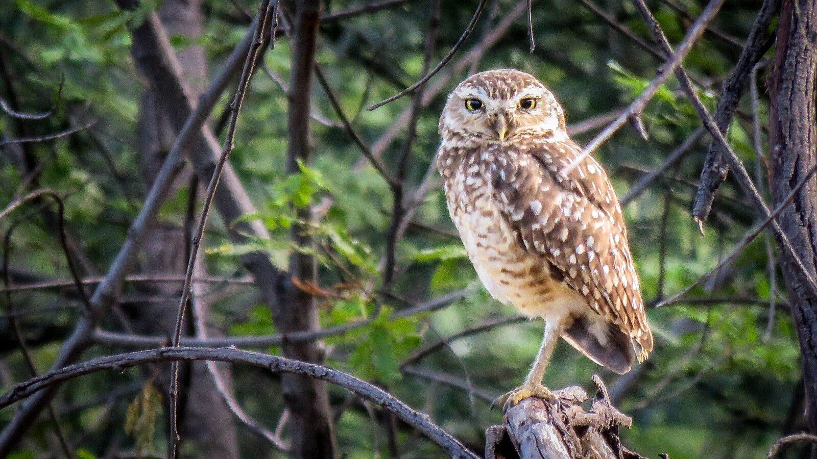Canon PowerShot SX60 HS sample photo. Owl, bird, animal photography
