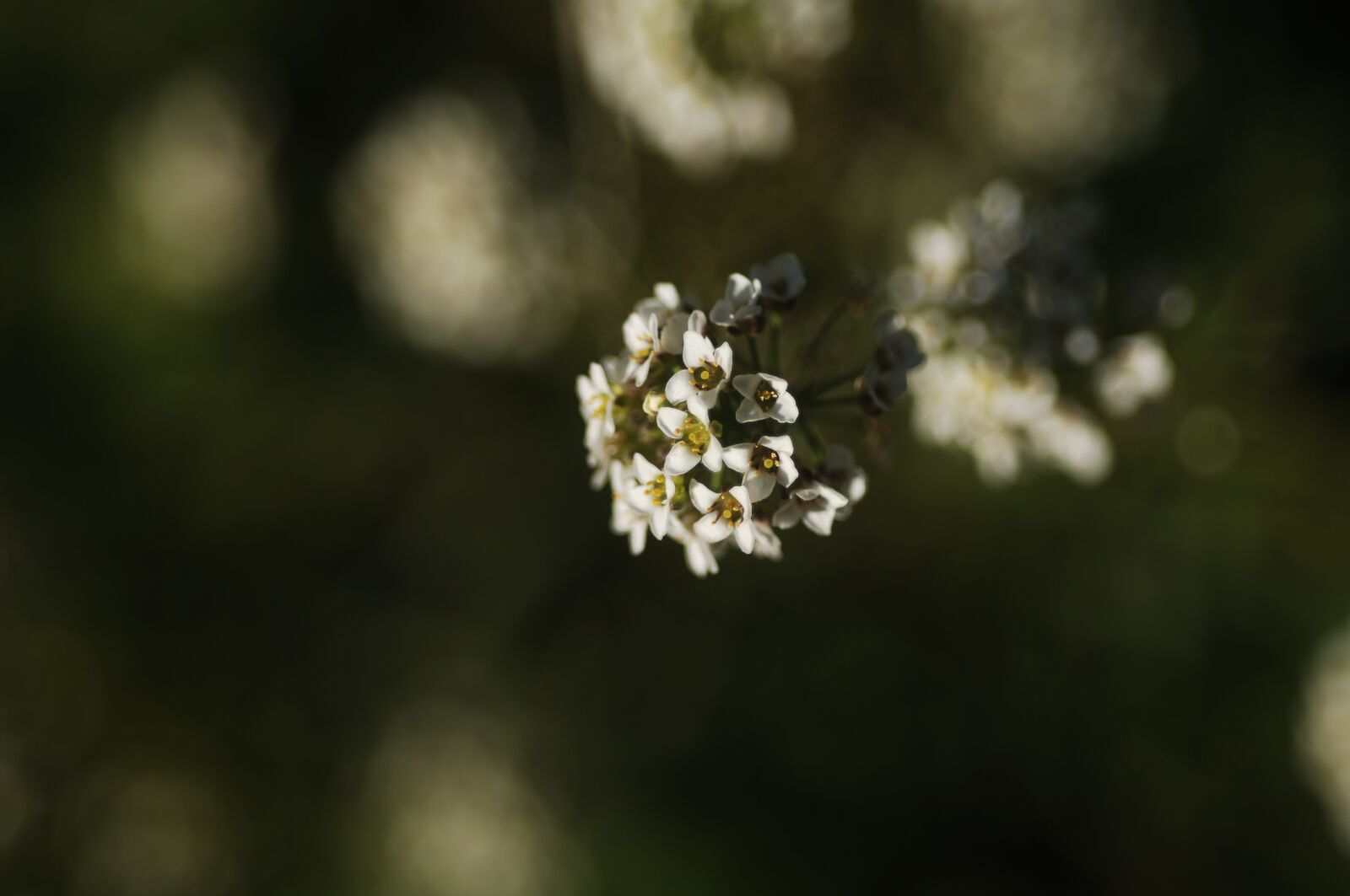 Nikon D2X sample photo. Flower, nature, plant photography