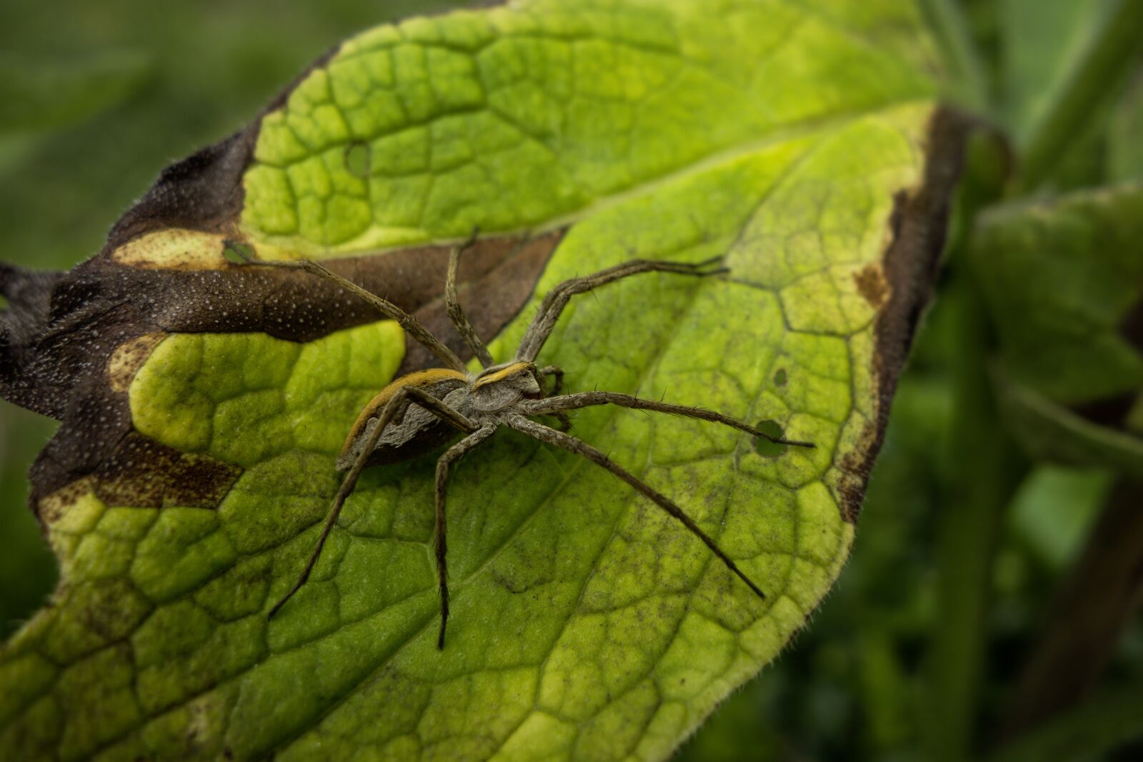 Sony Cyber-shot DSC-RX100 sample photo. Spider, leaf, garden photography