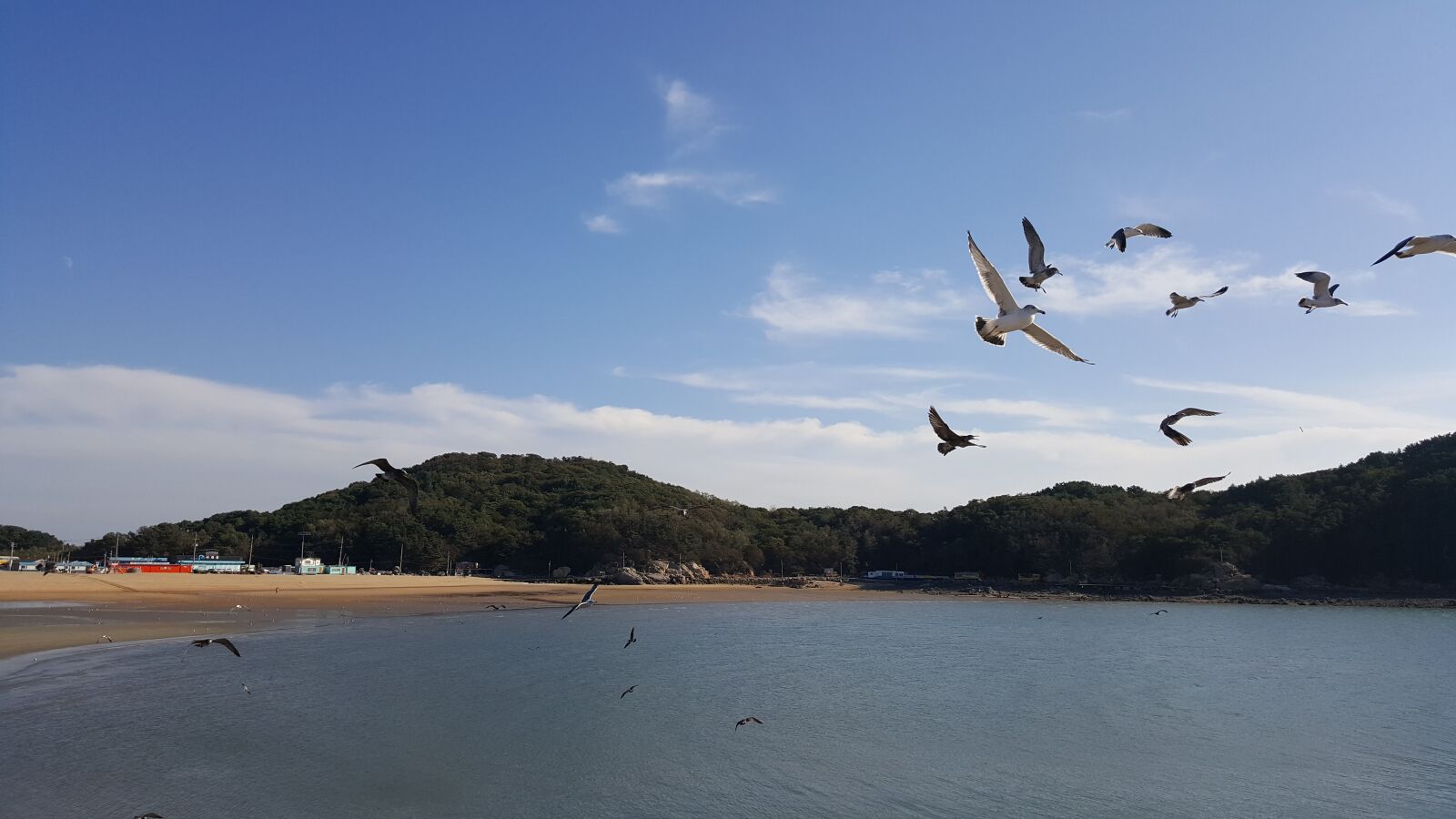 Samsung Galaxy Note5 sample photo. Sea, seagull, island photography