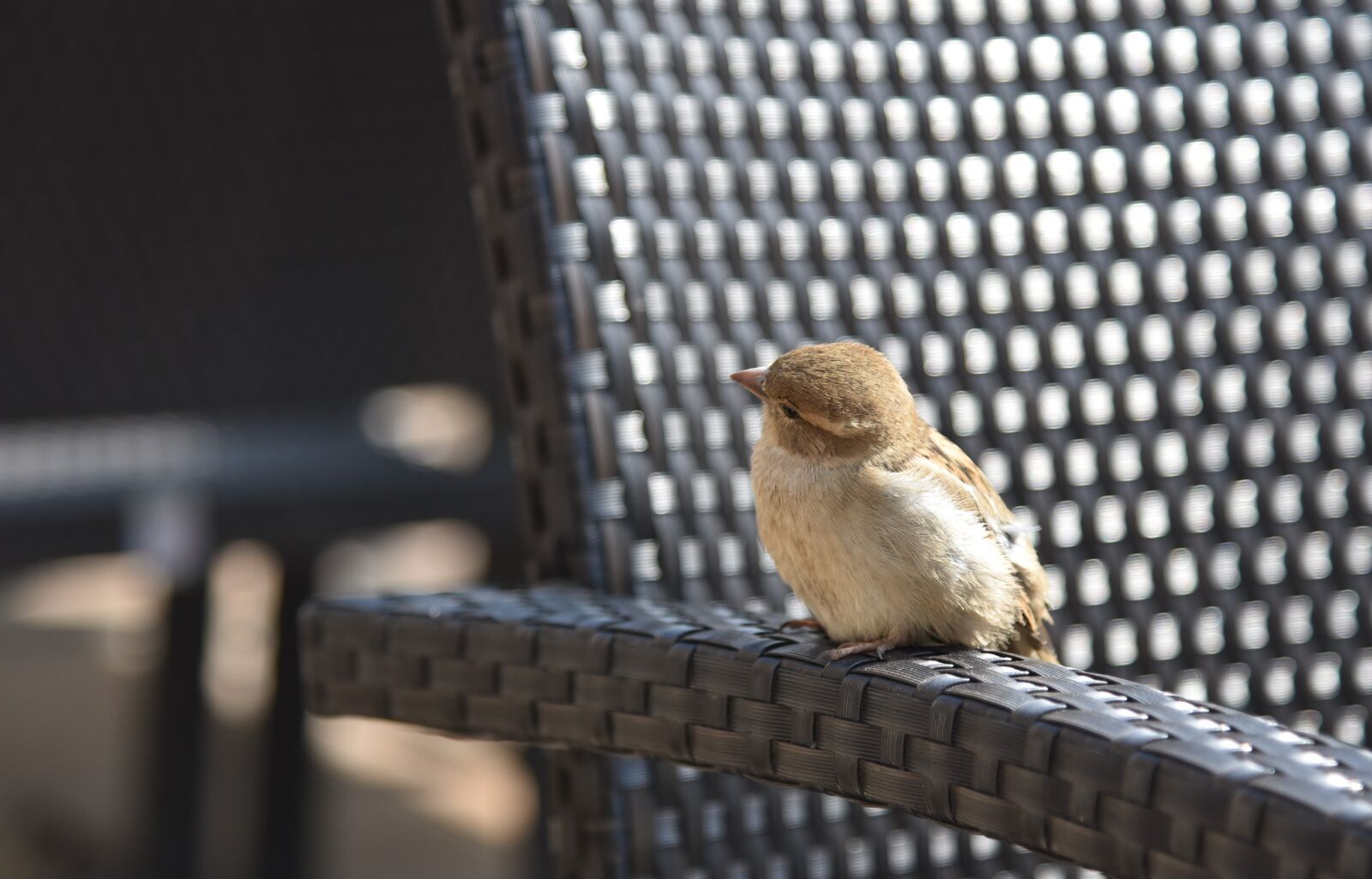 Nikon D750 sample photo. Sparrow, courageous, small photography