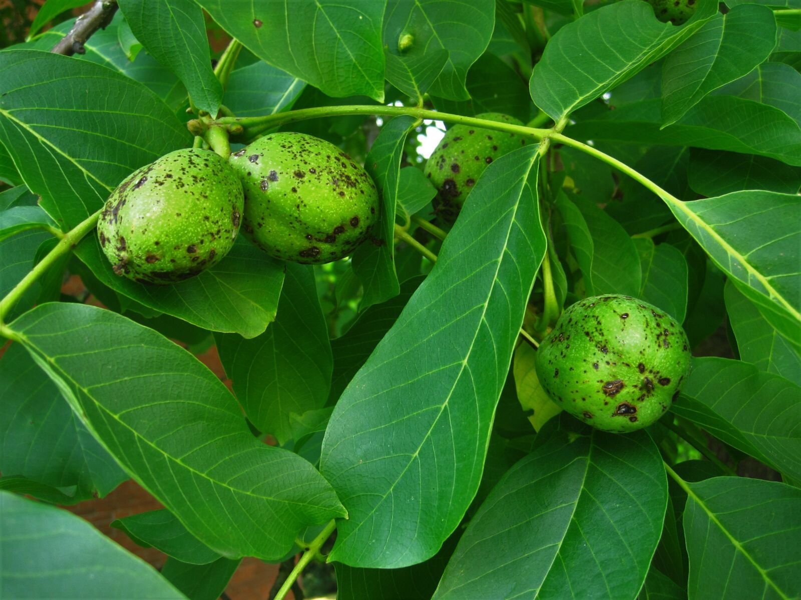 Canon PowerShot SD1200 IS (Digital IXUS 95 IS / IXY Digital 110 IS) sample photo. Walnuts, walnut tree, immature photography