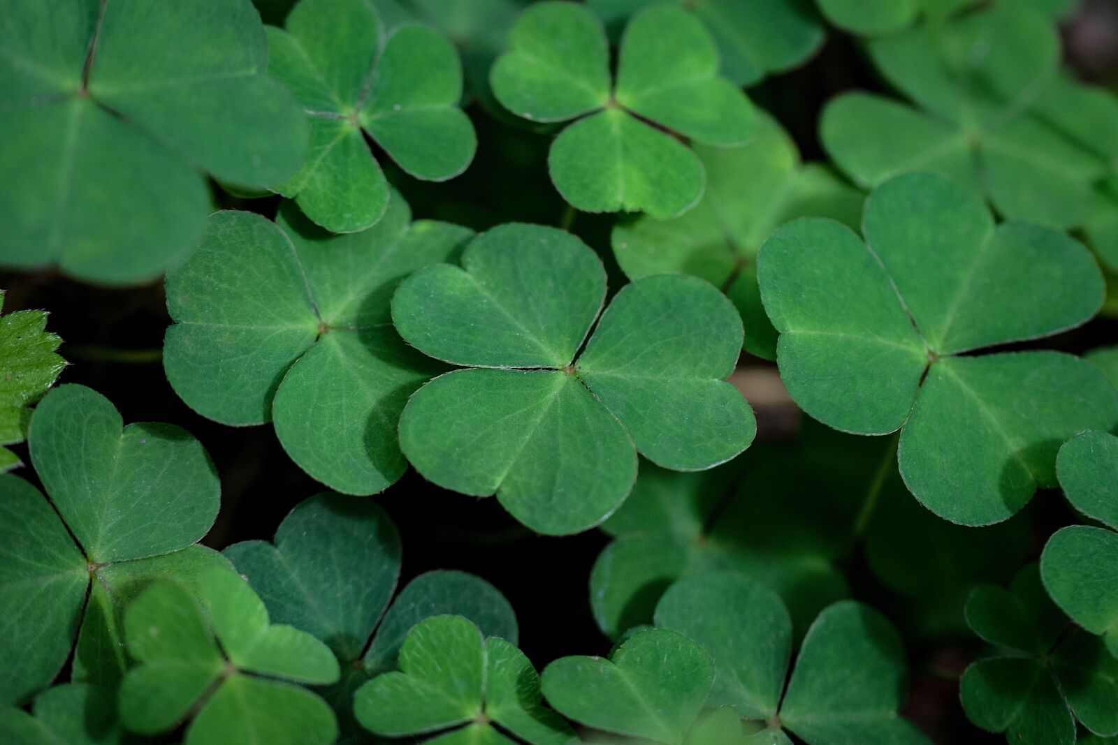 Nikon D3300 sample photo. Nature, green, sorrel photography