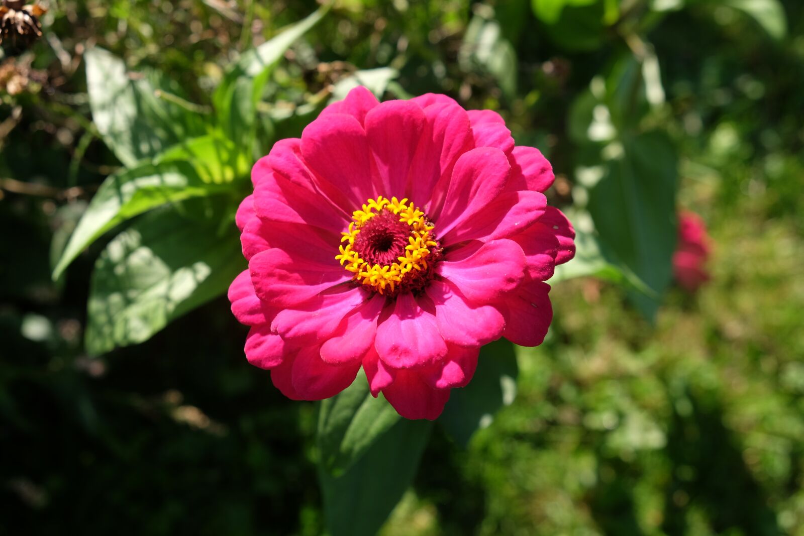 Fujifilm X-T1 sample photo. Zinnia, summer flower, erika photography