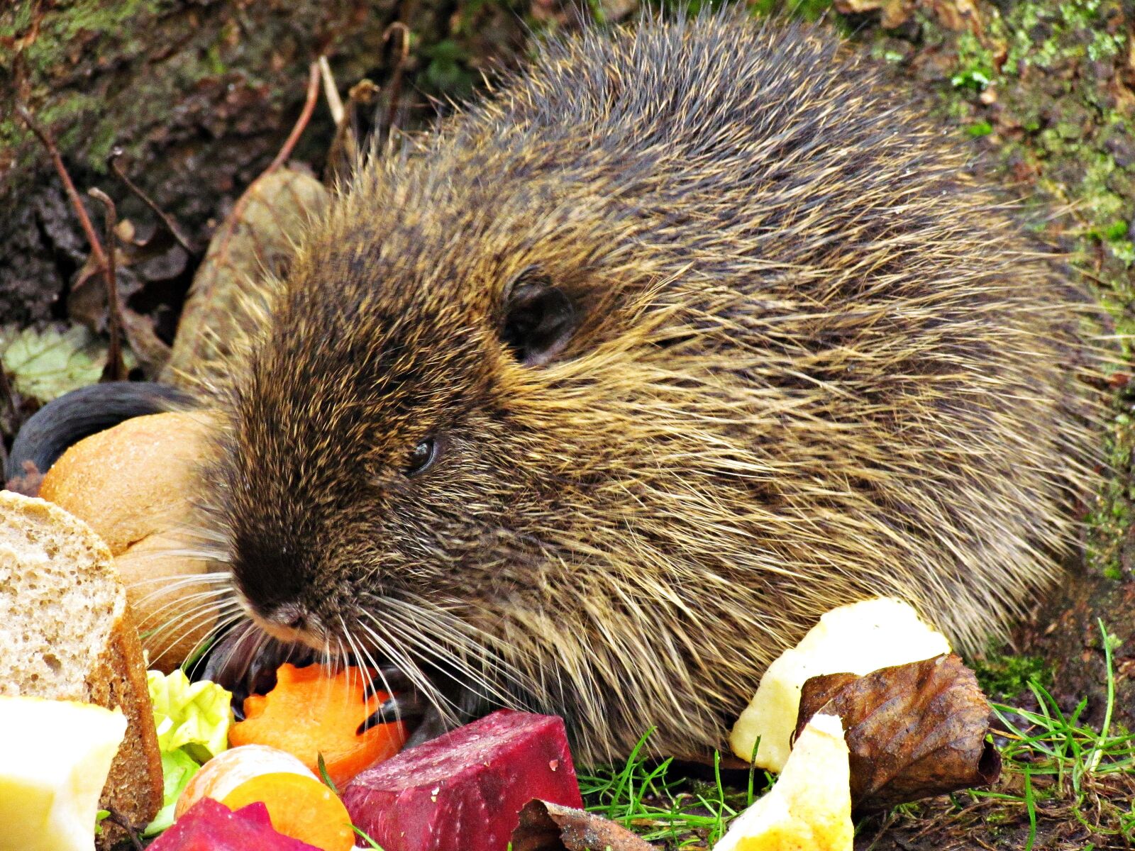 Canon PowerShot SX30 IS sample photo. Animals, nutria, nature photography