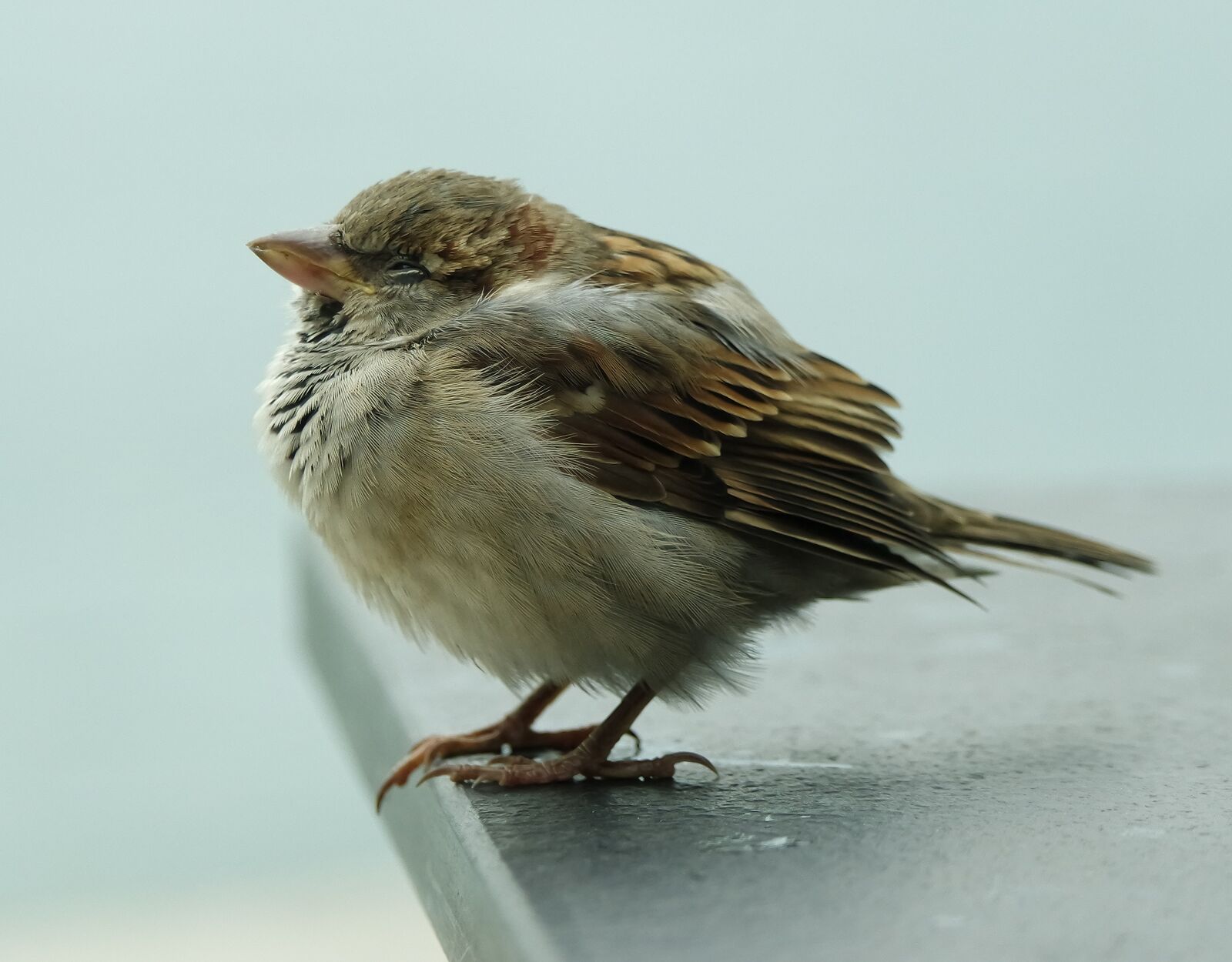 Samsung NX3000 sample photo. Bird, sparrow photography