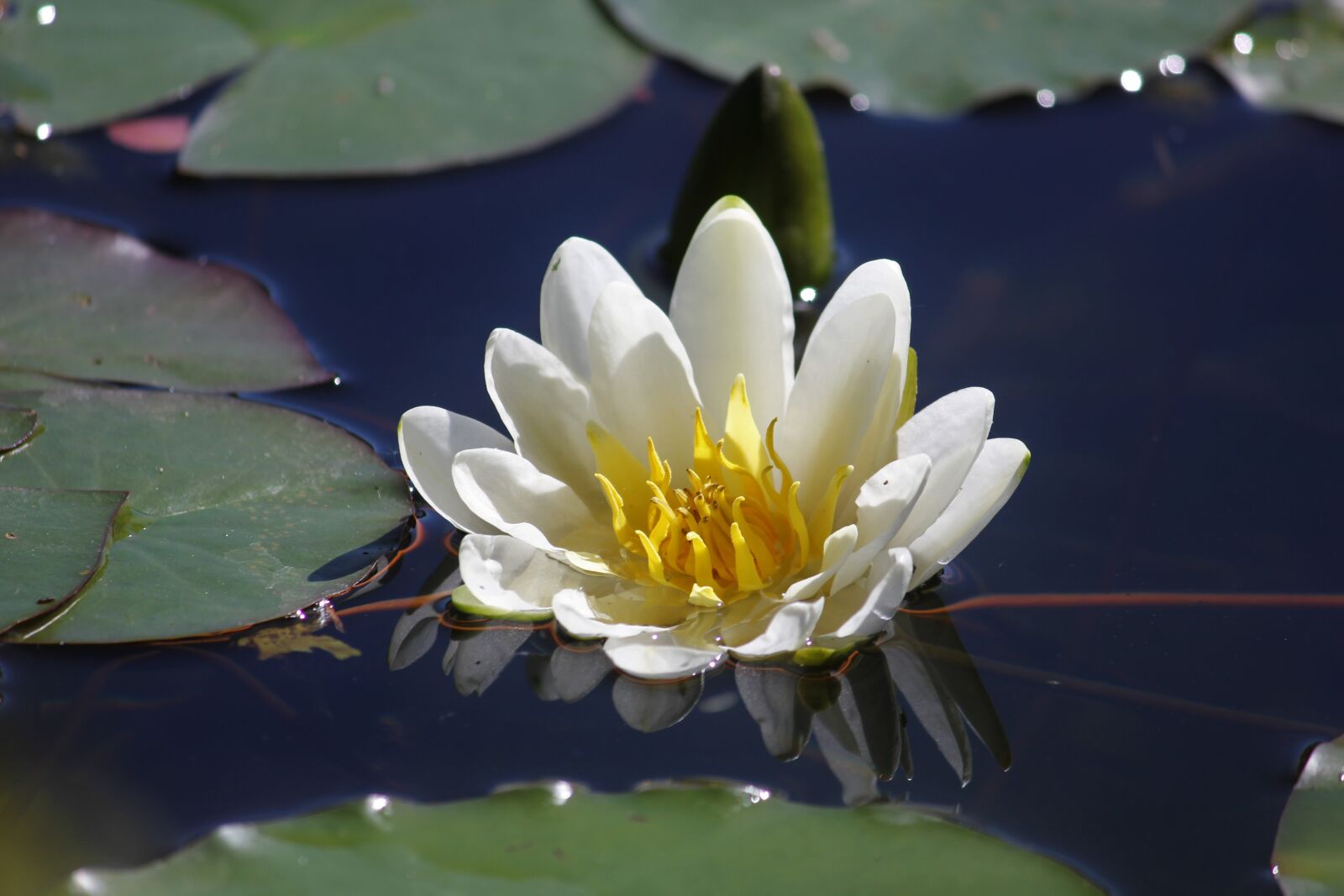 Canon EOS 550D (EOS Rebel T2i / EOS Kiss X4) sample photo. Water lily, white, water photography