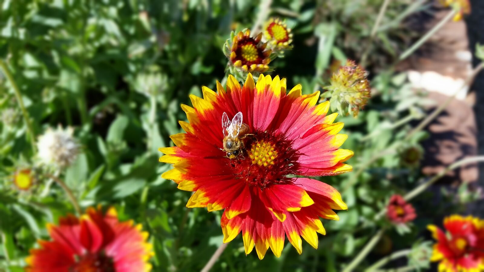Samsung Galaxy S5 sample photo. Blanket flower, red, yellow photography