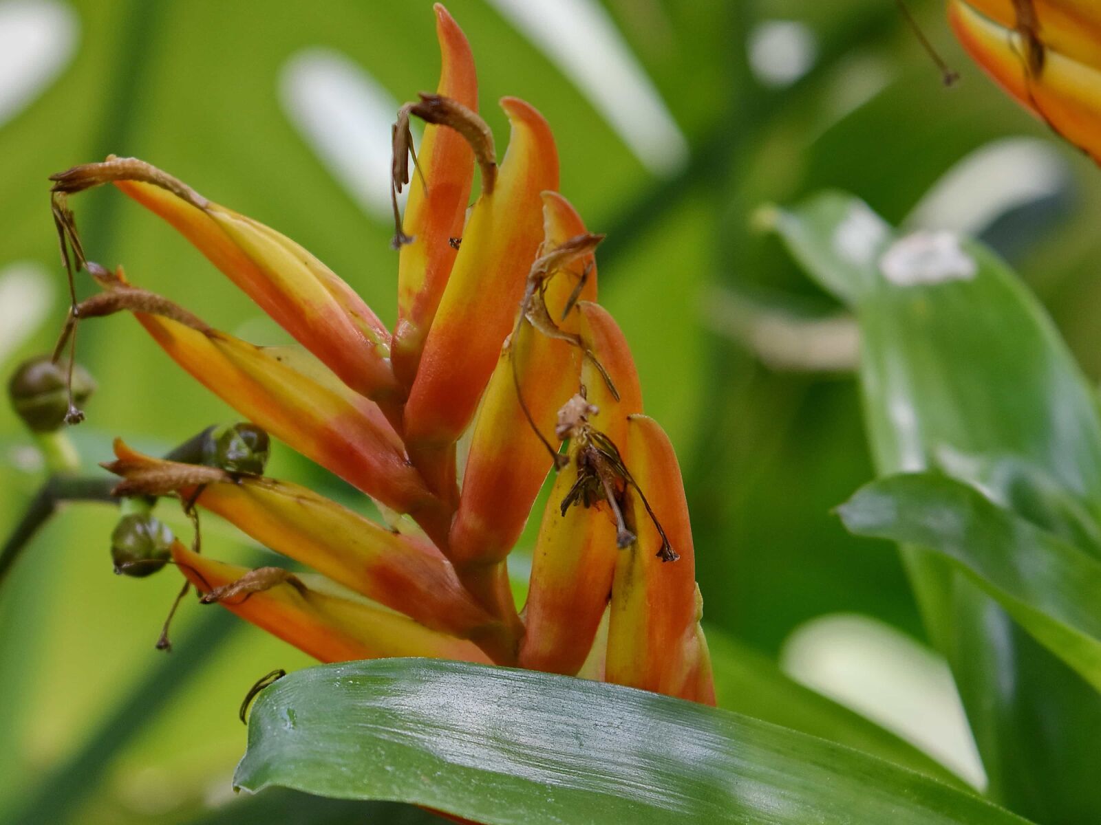 Nikon D5500 sample photo. Beautiful flowers, exotic, nature photography
