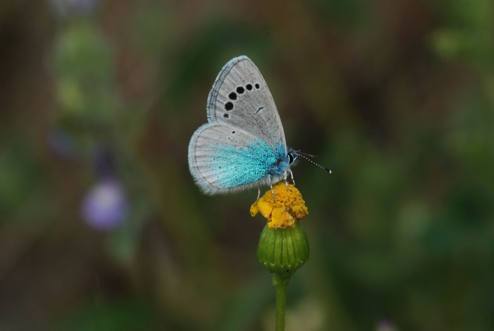 Nikon D80 sample photo. Turkey, ankara, butterflies photography