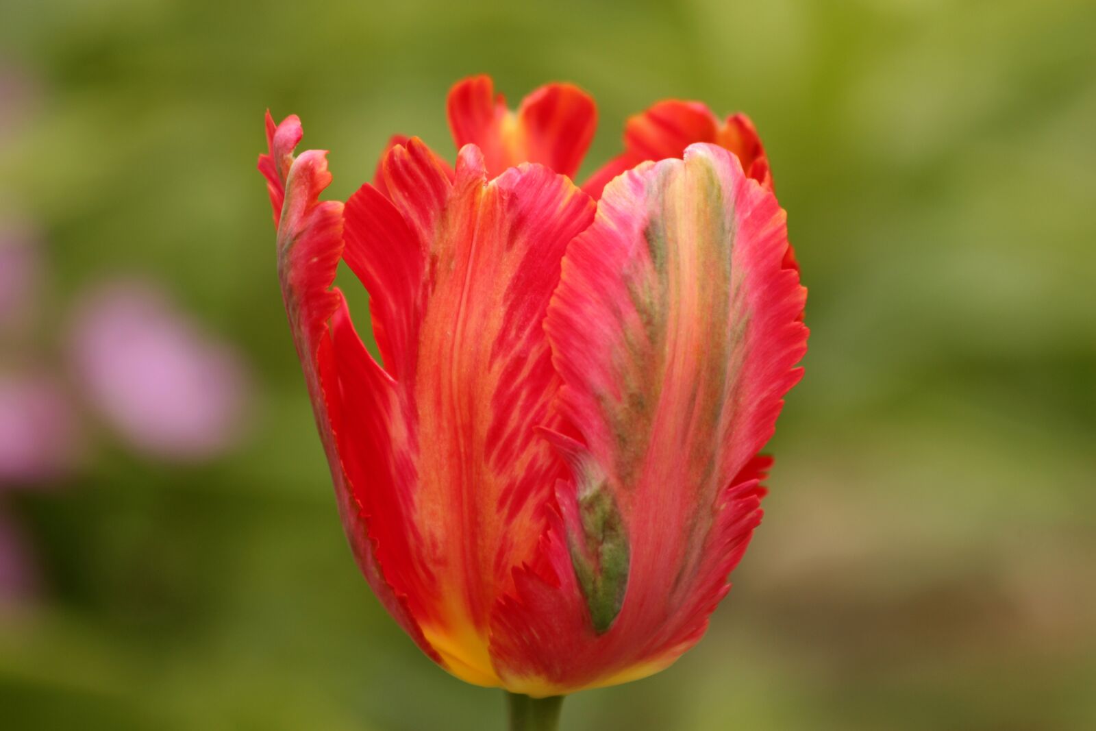 Canon EOS 650D (EOS Rebel T4i / EOS Kiss X6i) sample photo. Tulip, red tulip, flower photography