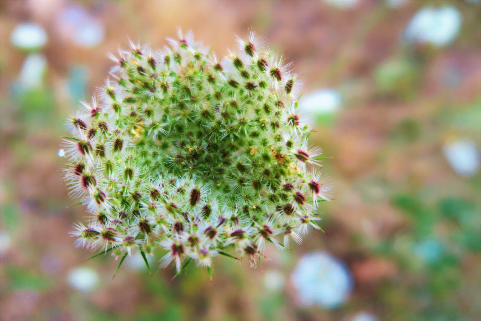 Canon PowerShot G7 X sample photo. Plant, flower, nature photography
