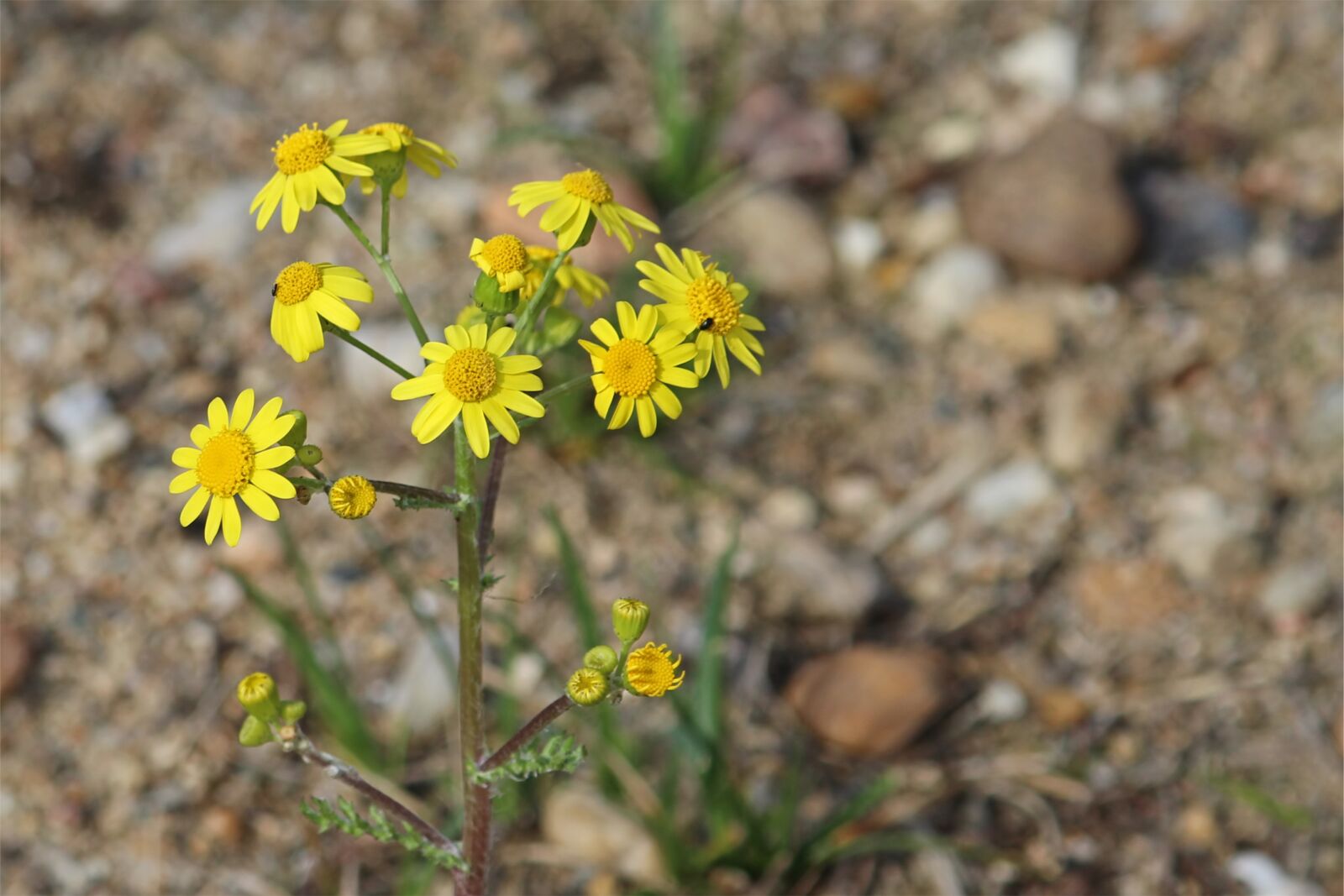 Canon EOS 600D (Rebel EOS T3i / EOS Kiss X5) sample photo. Jacob's ragwort, wild flower photography