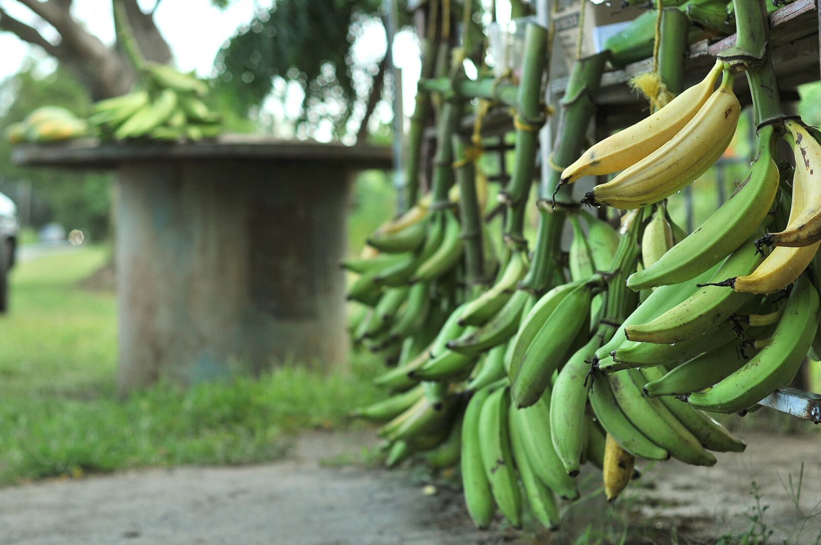 Nikon D300S sample photo. Bananas, guieno, tubers photography