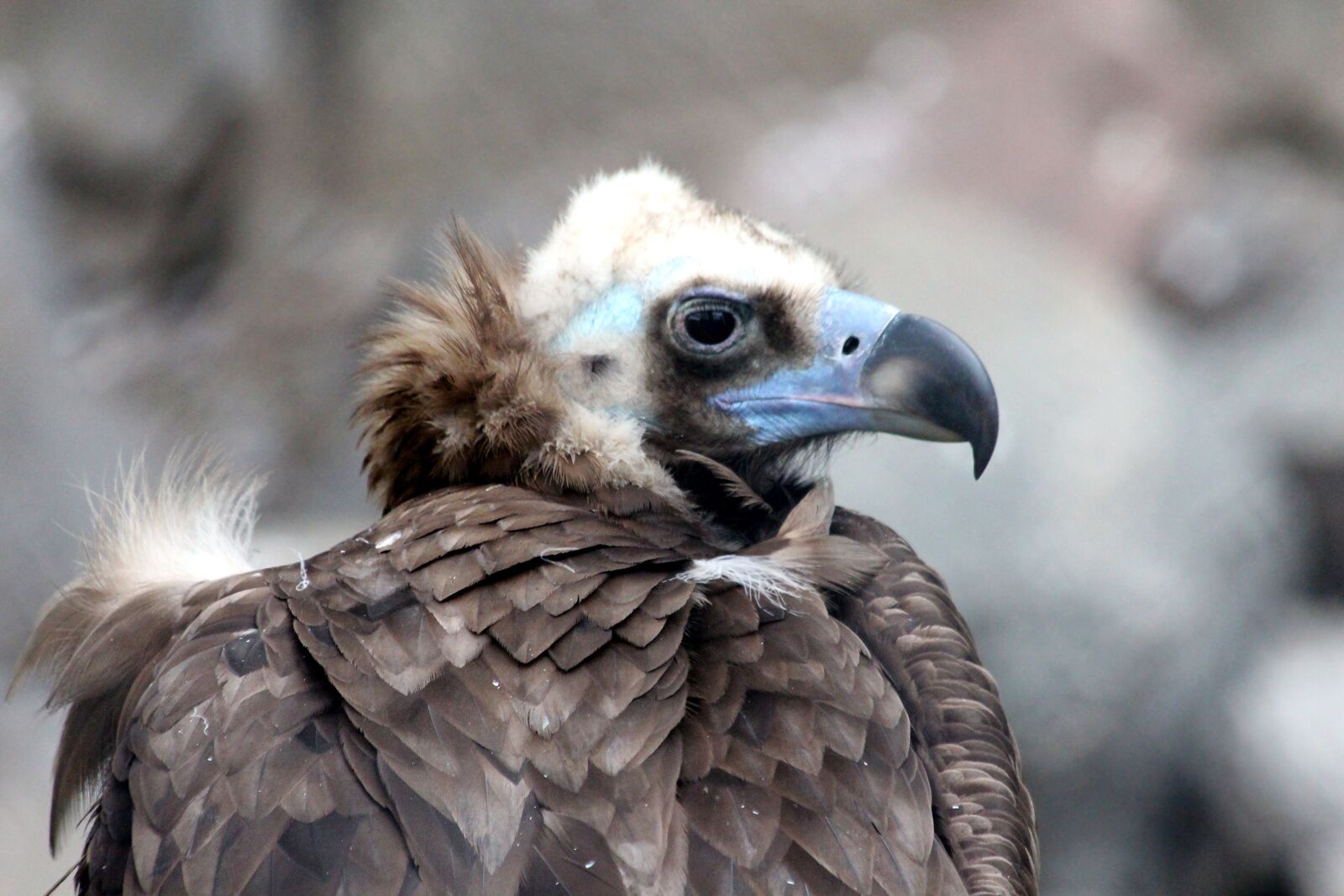 Canon EOS 650D (EOS Rebel T4i / EOS Kiss X6i) sample photo. Black vulture, brown neck photography