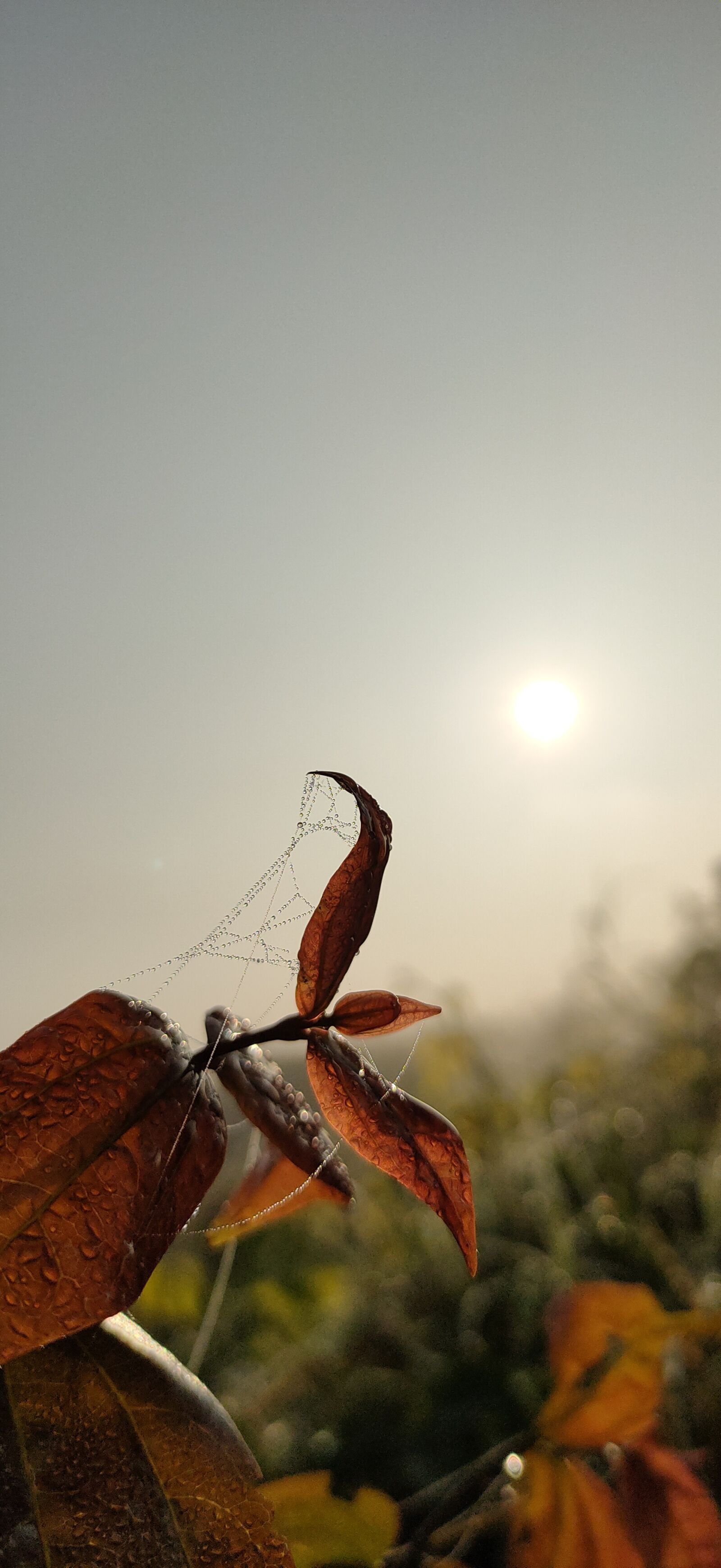Realme 5 PRO sample photo. Cool, winter, morning photography