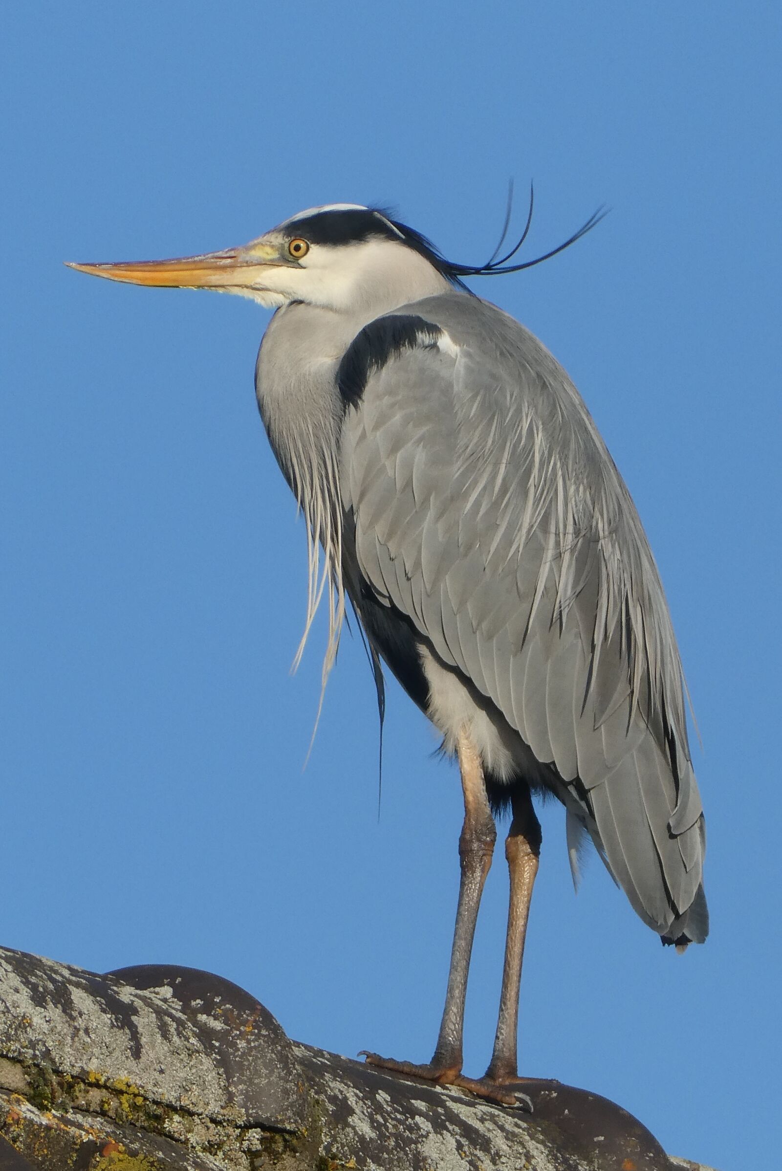 Panasonic Lumix DC-ZS70 (Lumix DC-TZ90) sample photo. Heron, feathers, bird photography