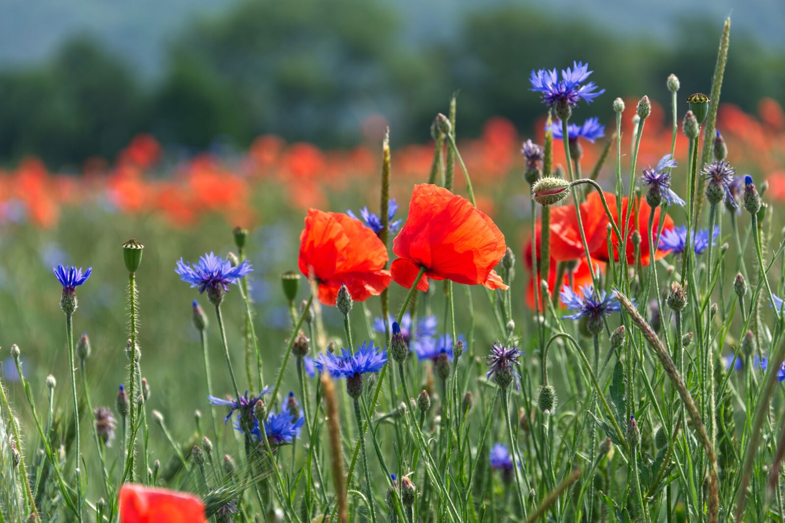 Nikon D5300 sample photo. Poppies, cornflowers, wild flowers photography