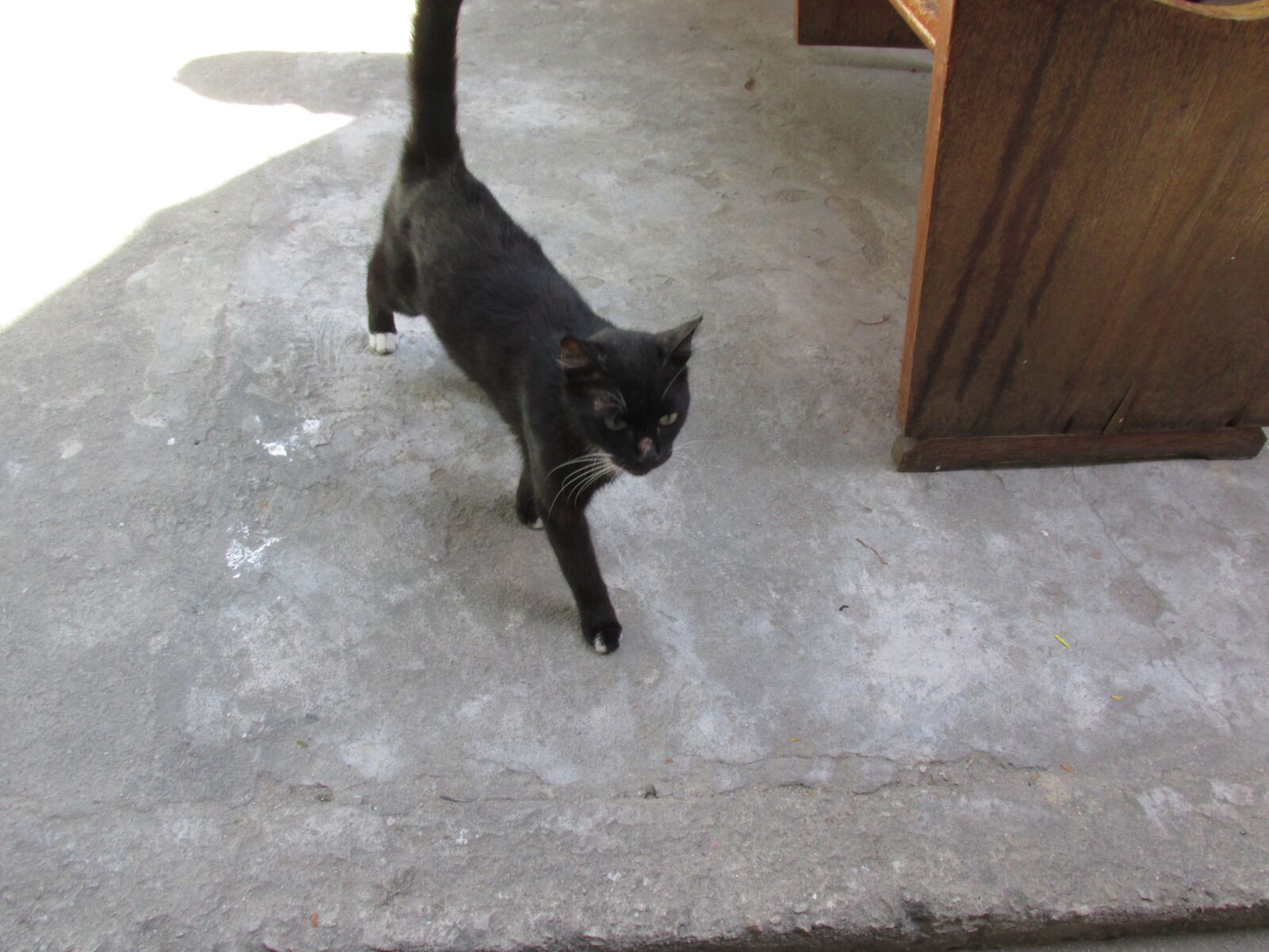 Canon PowerShot SX170 IS sample photo. Cat, negro, patas photography