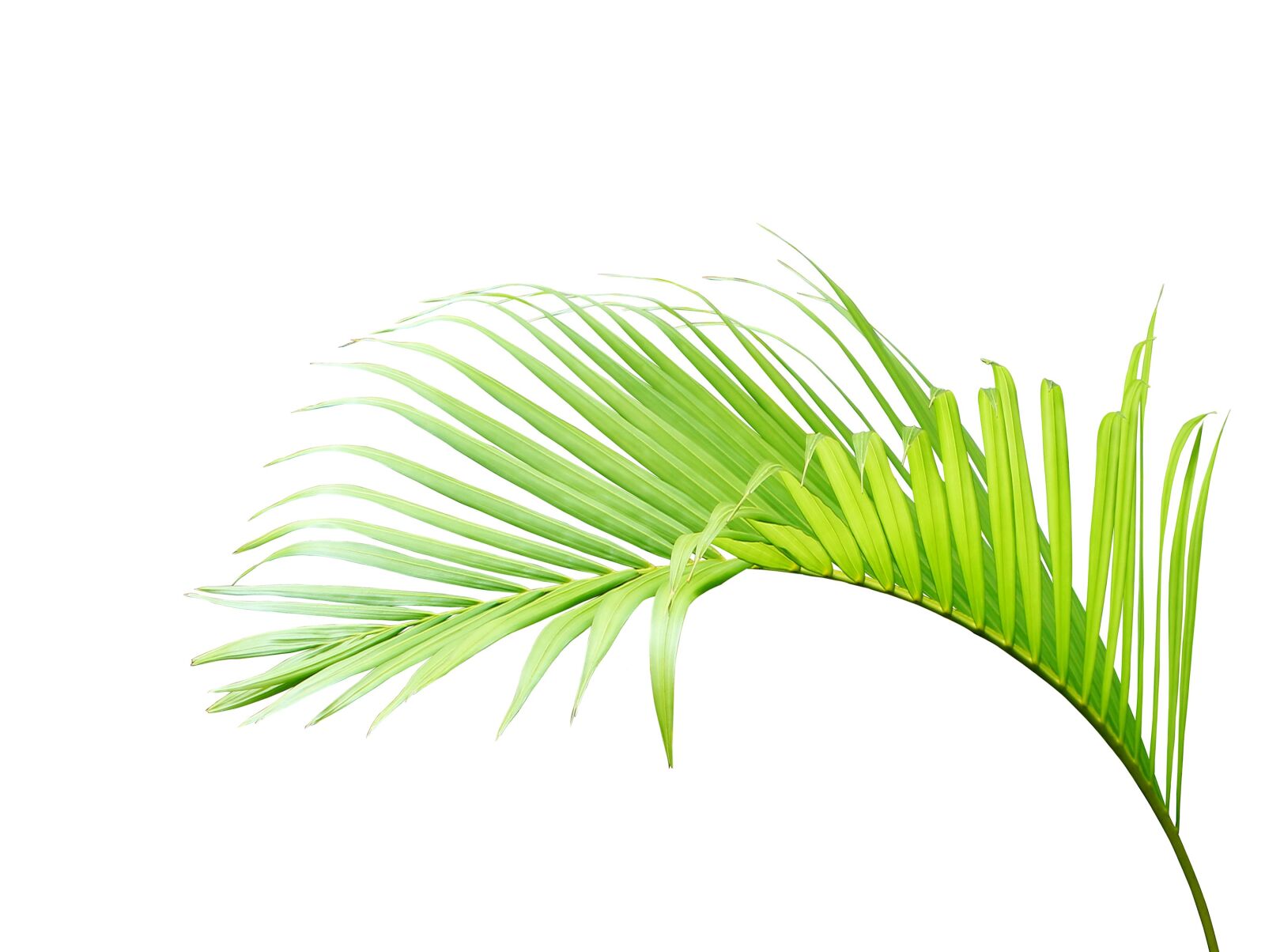 Canon EOS 700D (EOS Rebel T5i / EOS Kiss X7i) sample photo. Palm, leaf, green photography