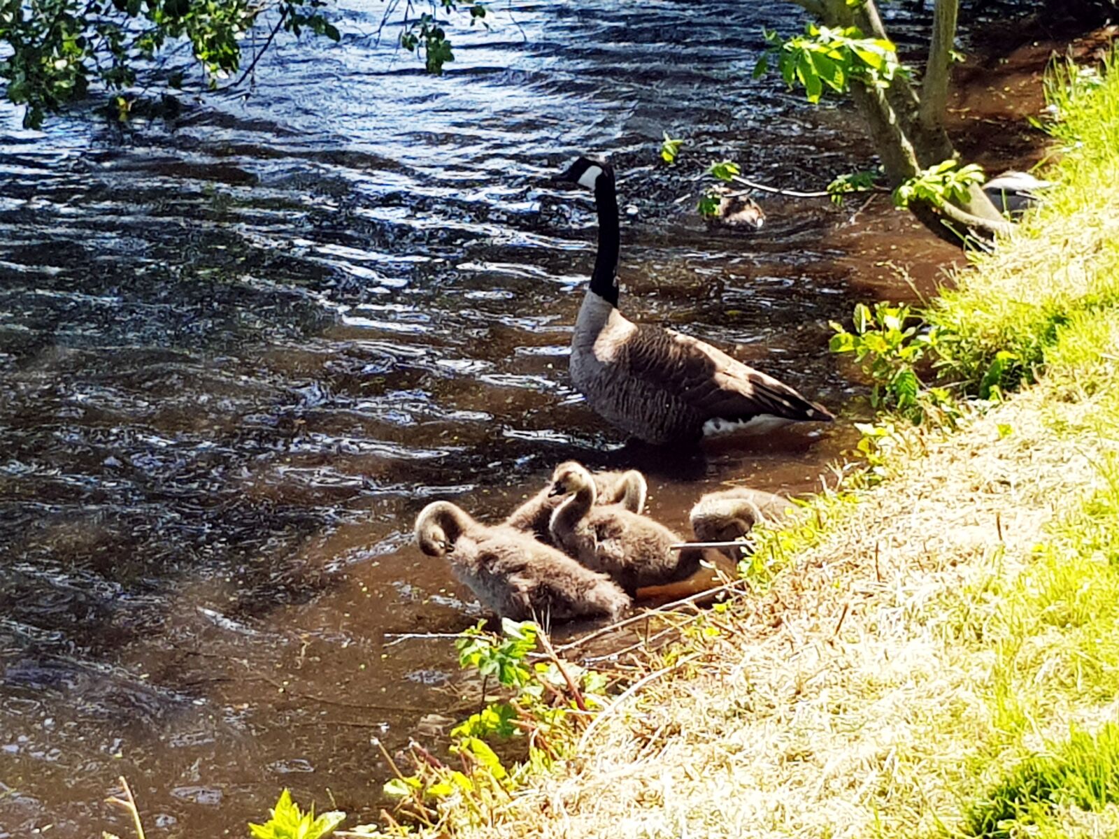 Samsung Galaxy S8 sample photo. Canada geese, chicks, family photography