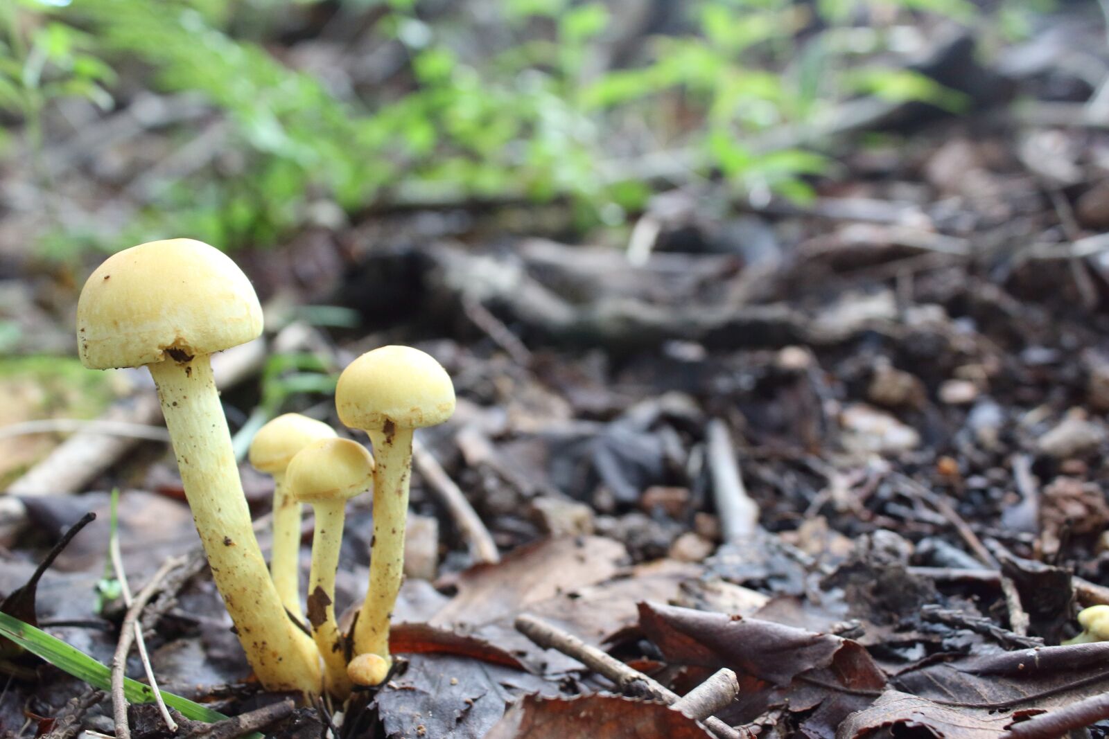 Canon EOS 650D (EOS Rebel T4i / EOS Kiss X6i) sample photo. Mushroom, nature, forest photography