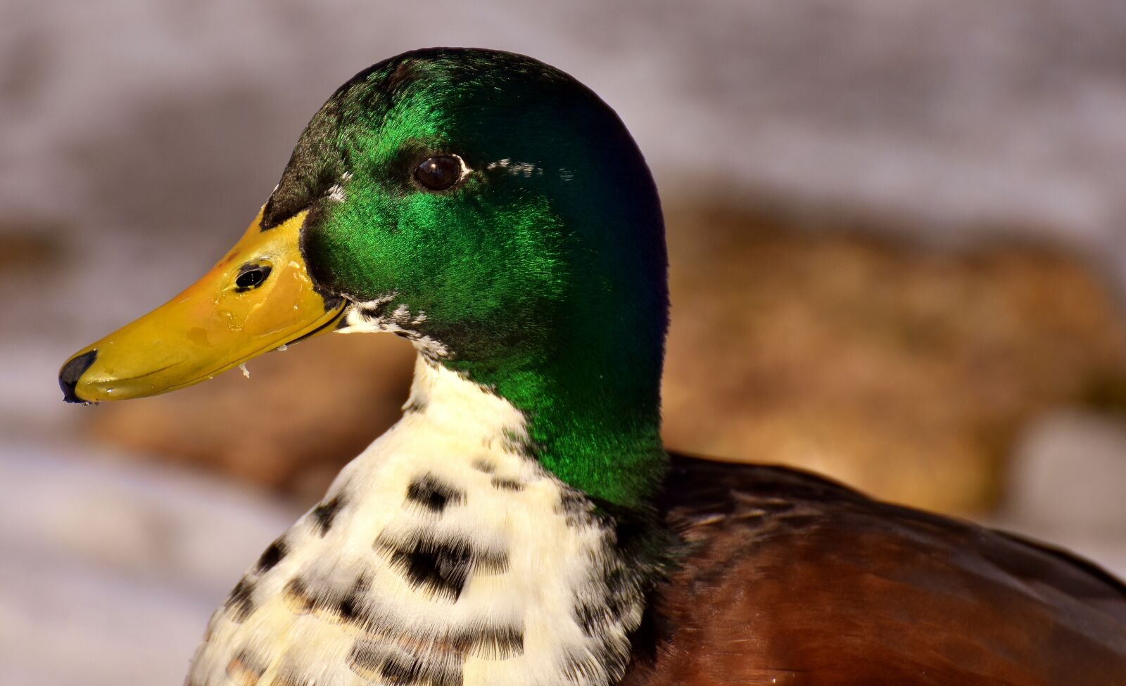 Nikon D7200 sample photo. Mallard, males, bread photography
